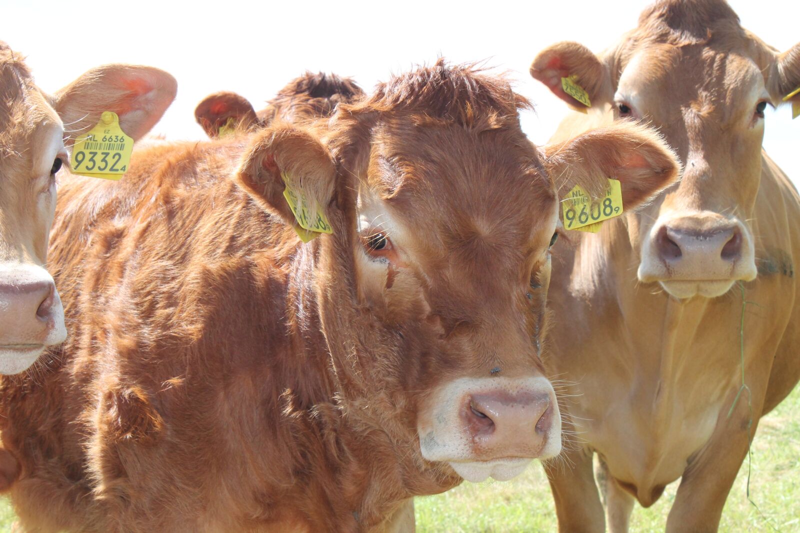 Canon EOS 1100D (EOS Rebel T3 / EOS Kiss X50) sample photo. Netherlands, cow, cows photography