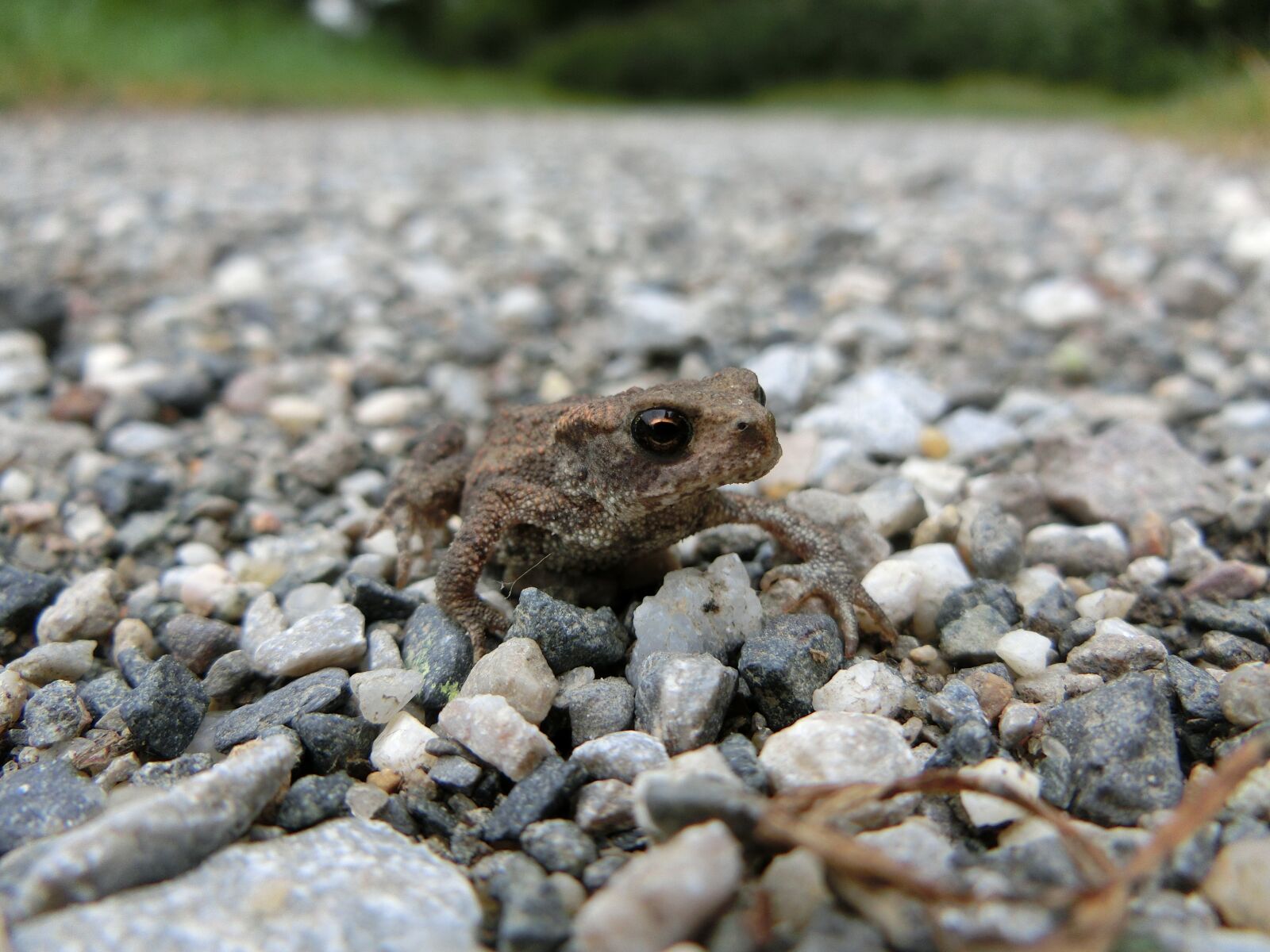 CASIO EX-ZR750 sample photo. Toad, brown, away photography