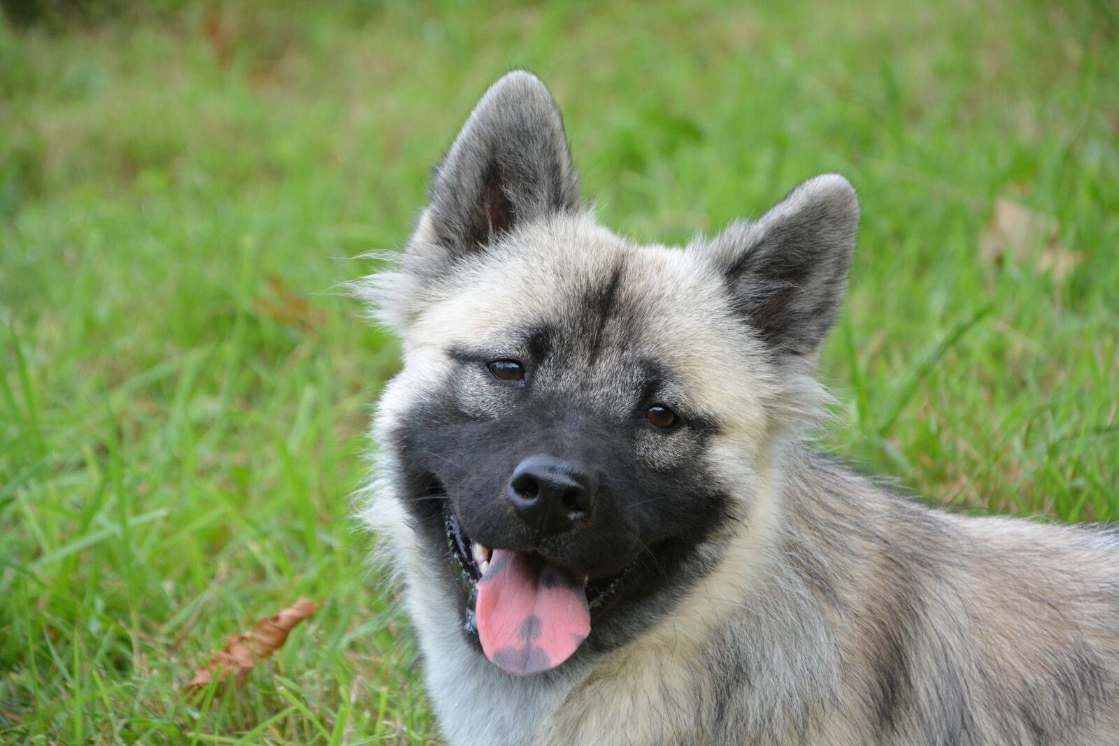 Nikon D5200 sample photo. Dog, young bitch, portrait photography