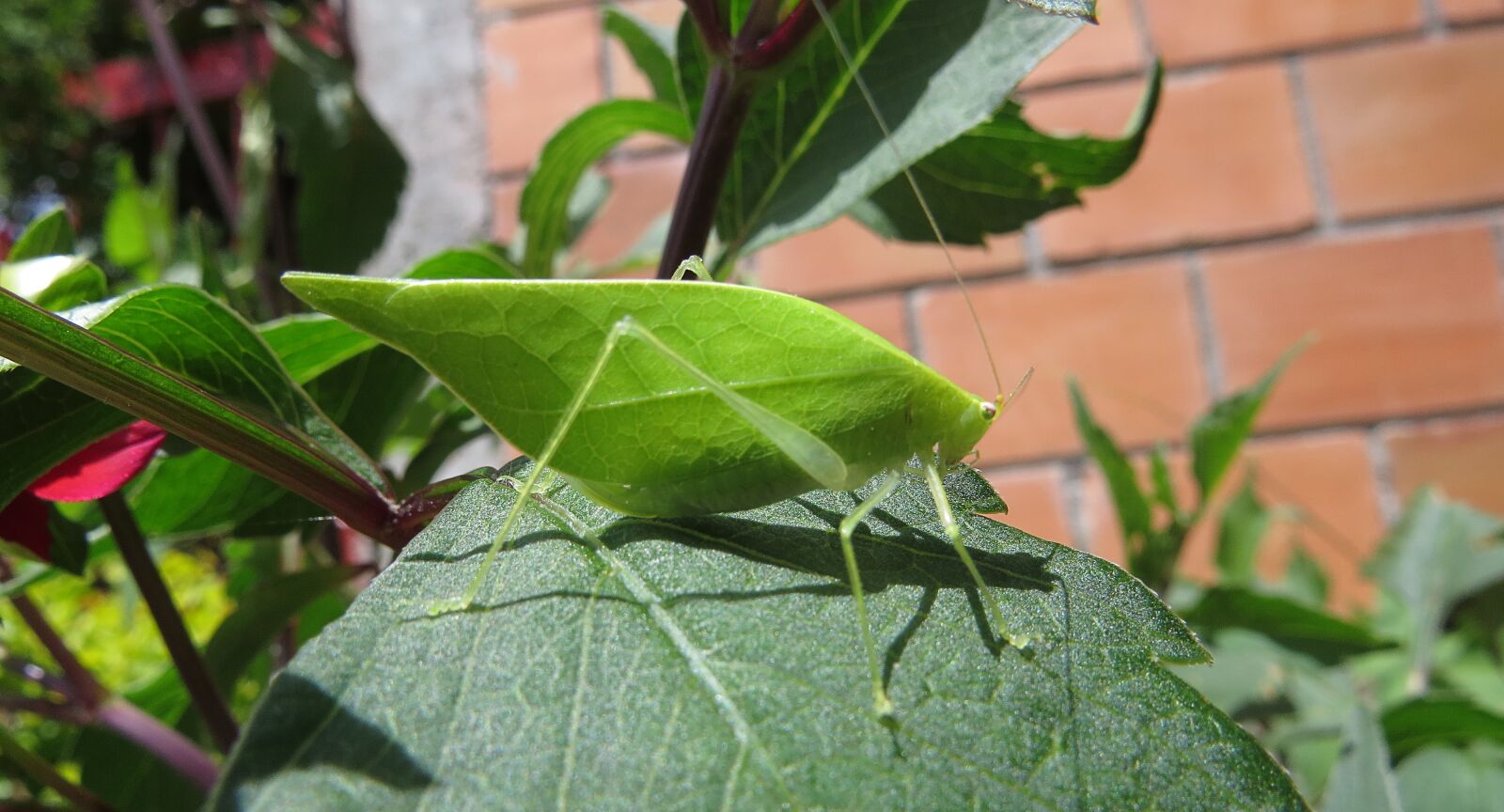 Canon PowerShot SX50 HS sample photo. Grasshopper, insect, macro photography