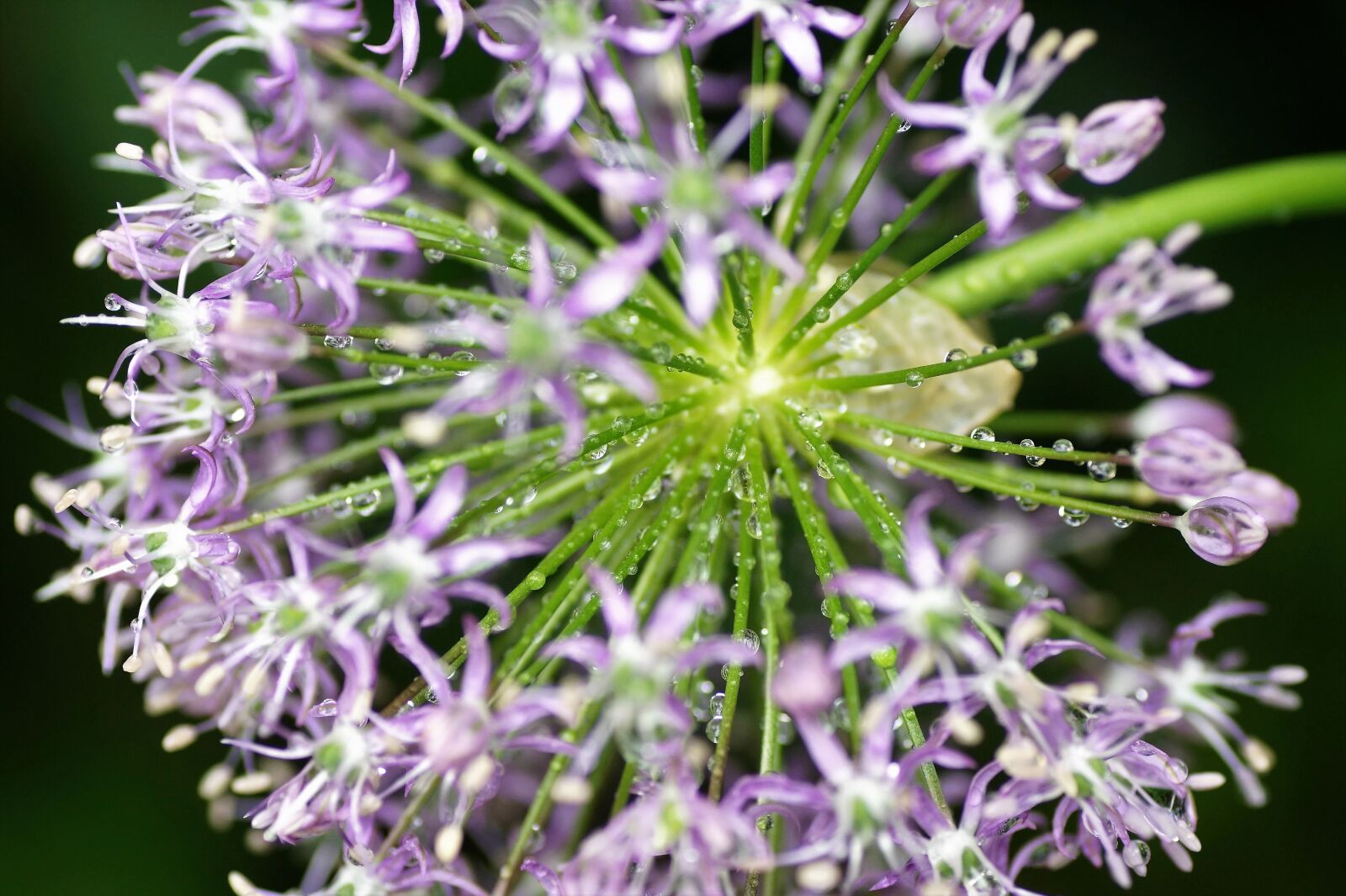 Sony SLT-A58 sample photo. Garlic, decorative, sphere photography