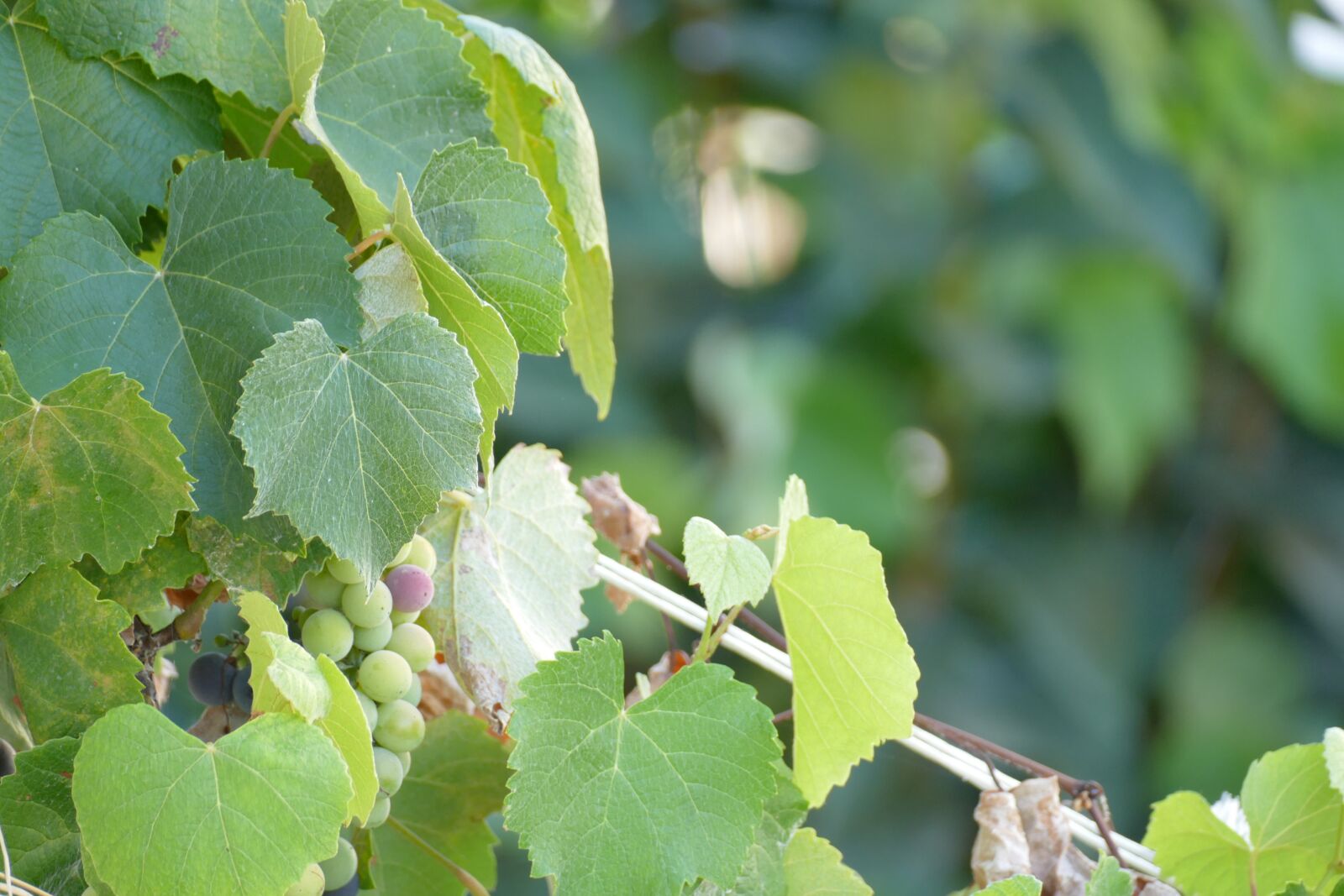 Panasonic Lumix DMC-FZ1000 sample photo. Grapes, waiting, for photography