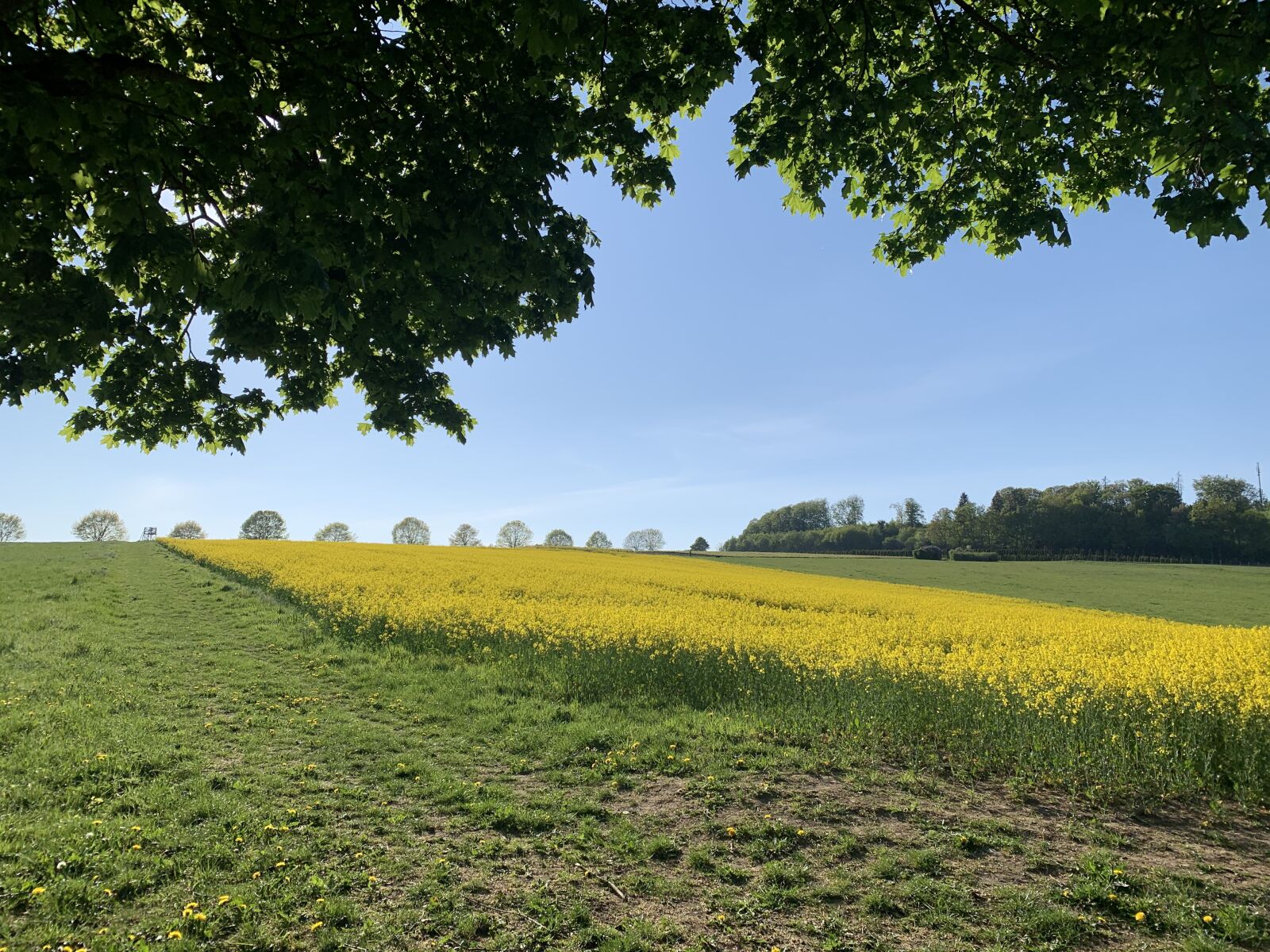 iPhone XS back dual camera 4.25mm f/1.8 sample photo. Spring, oilseed rape, field photography