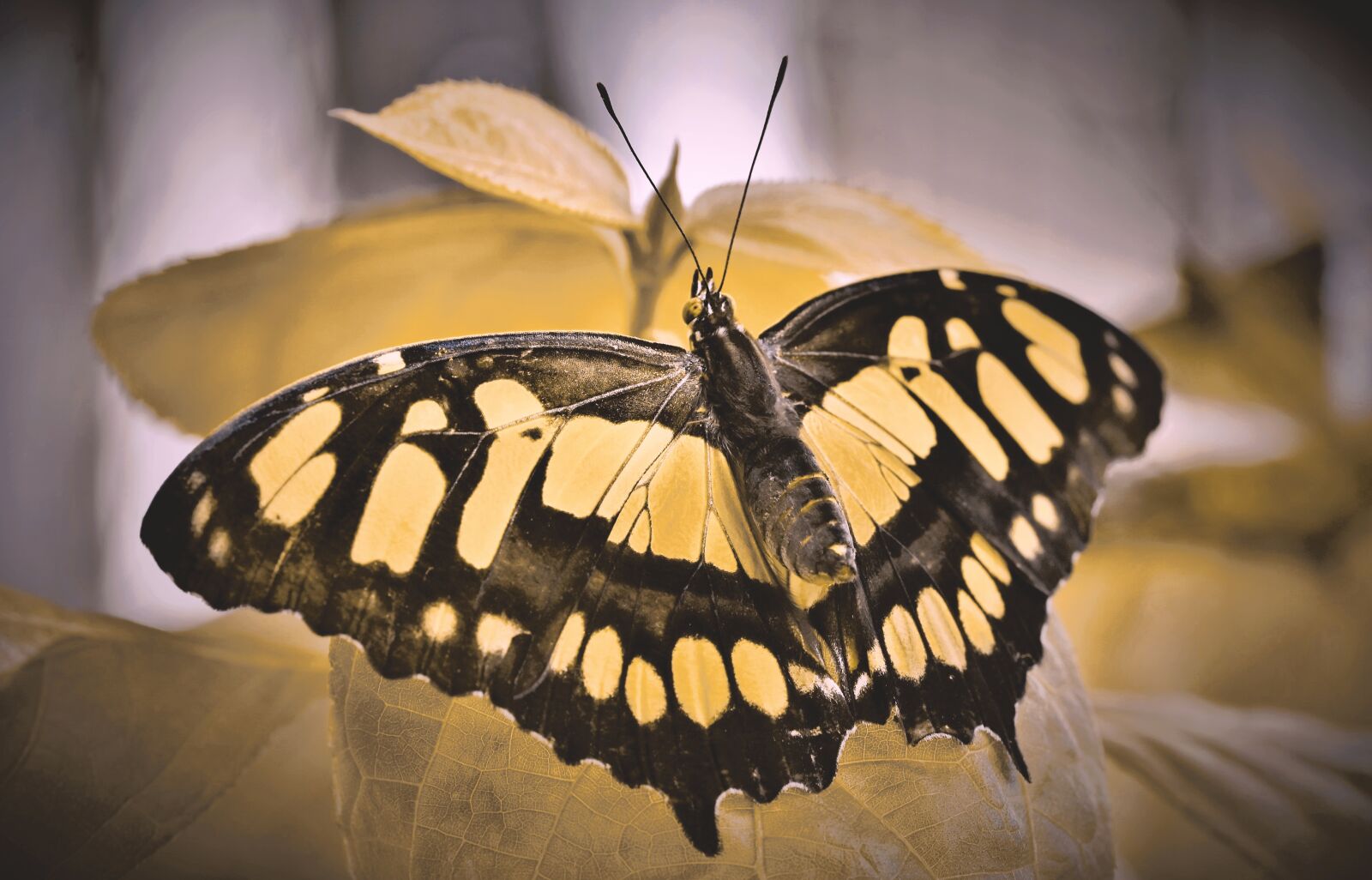 Nikon D7200 sample photo. Butterfly, tropical butterfly, exotic photography