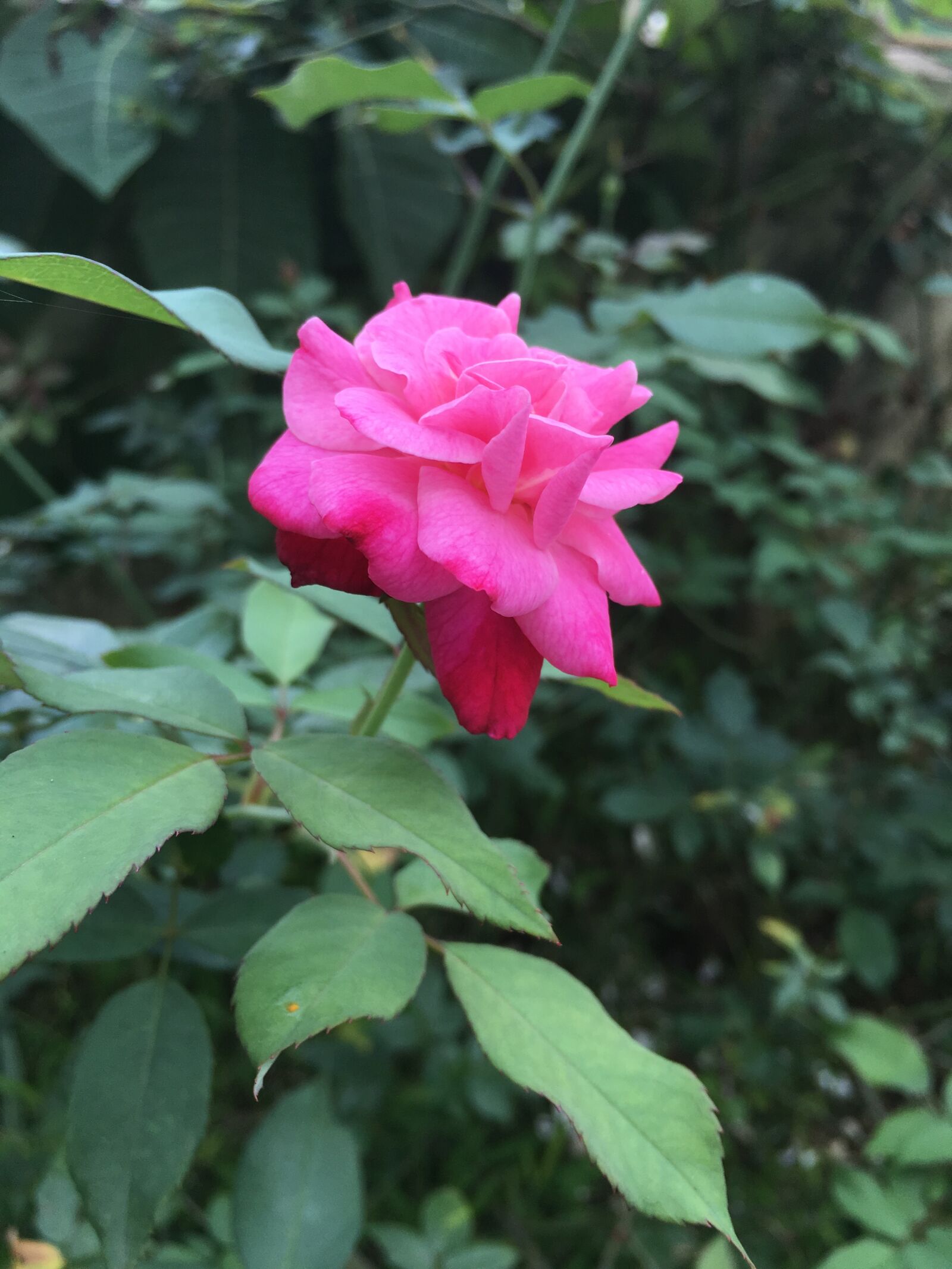 Apple iPhone 6s sample photo. Rose photography