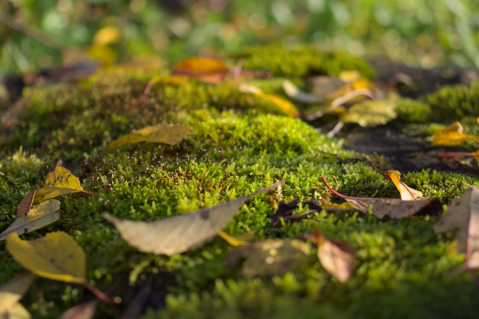 Pentax K-70 sample photo. Plant, moss, leaves photography