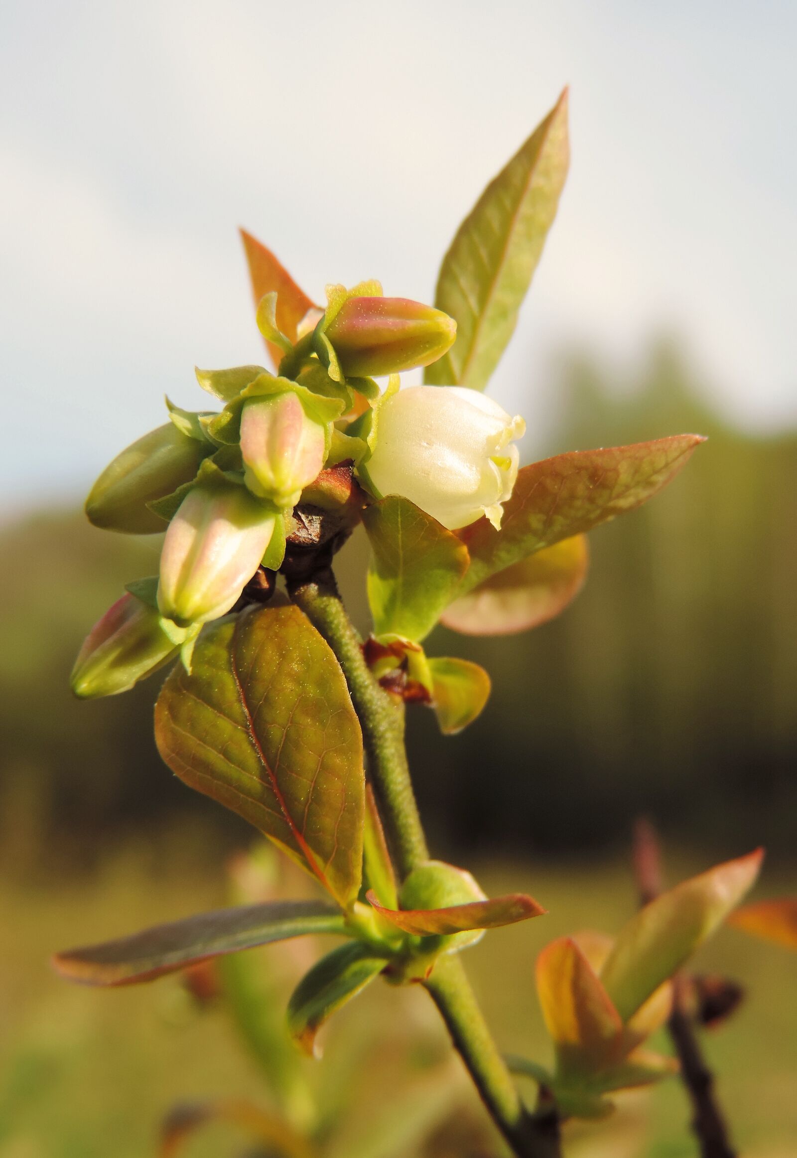 Nikon Coolpix P520 sample photo. Bilberry, flower, garden photography