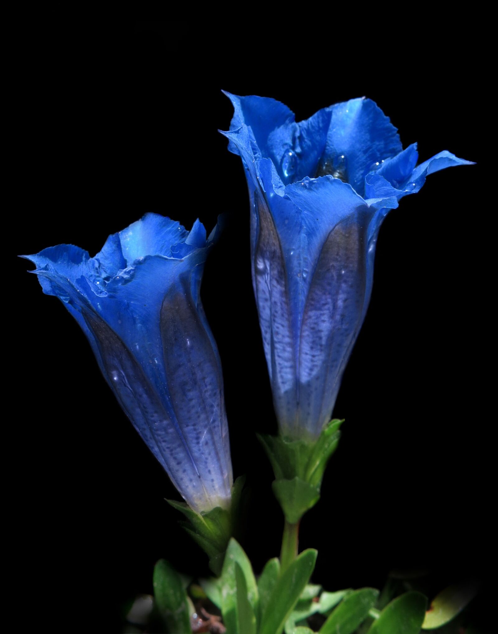 Canon PowerShot G15 sample photo. Gentian, blue, clusius gentian photography