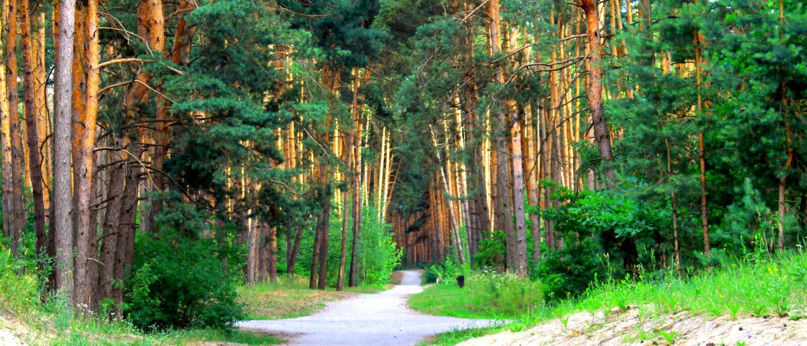 Canon EOS 1100D (EOS Rebel T3 / EOS Kiss X50) sample photo. Forest, path, trees photography