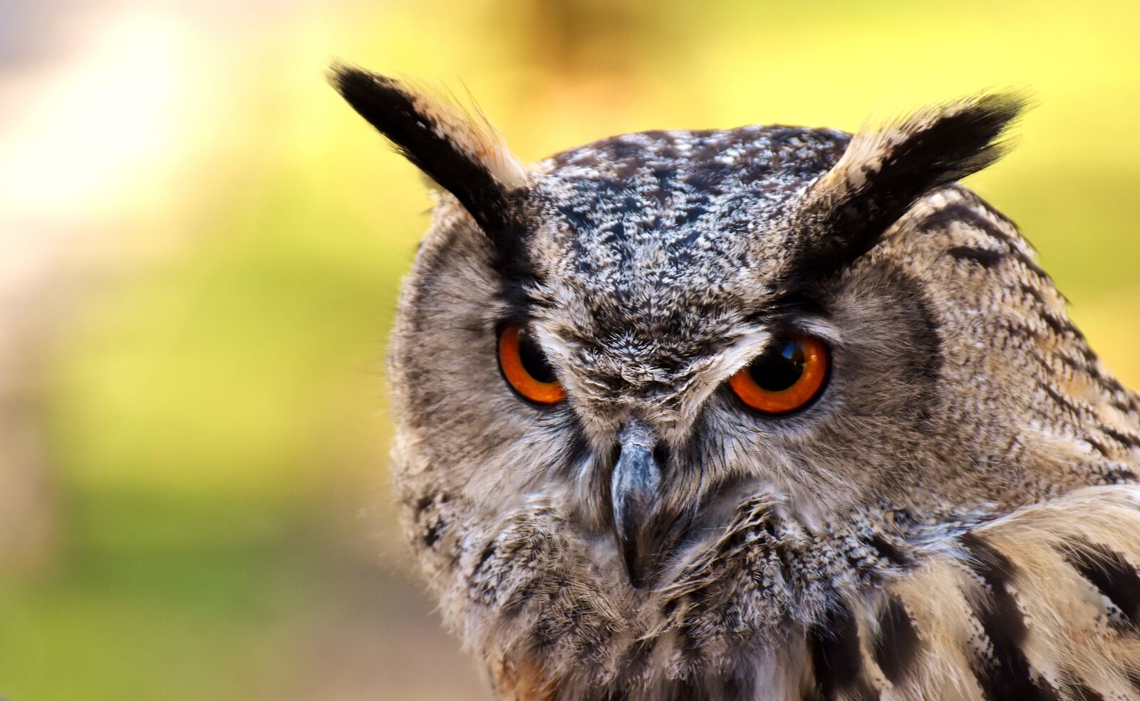 Nikon D7200 sample photo. Owl, bird, feather photography