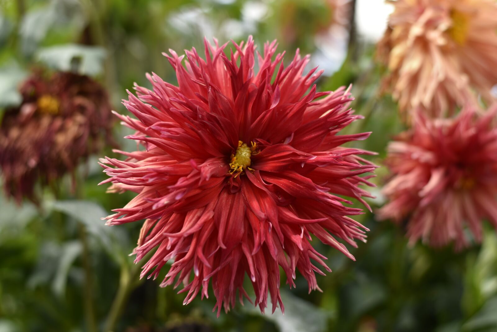 Nikon D3500 sample photo. Lyon, dahlia, park photography