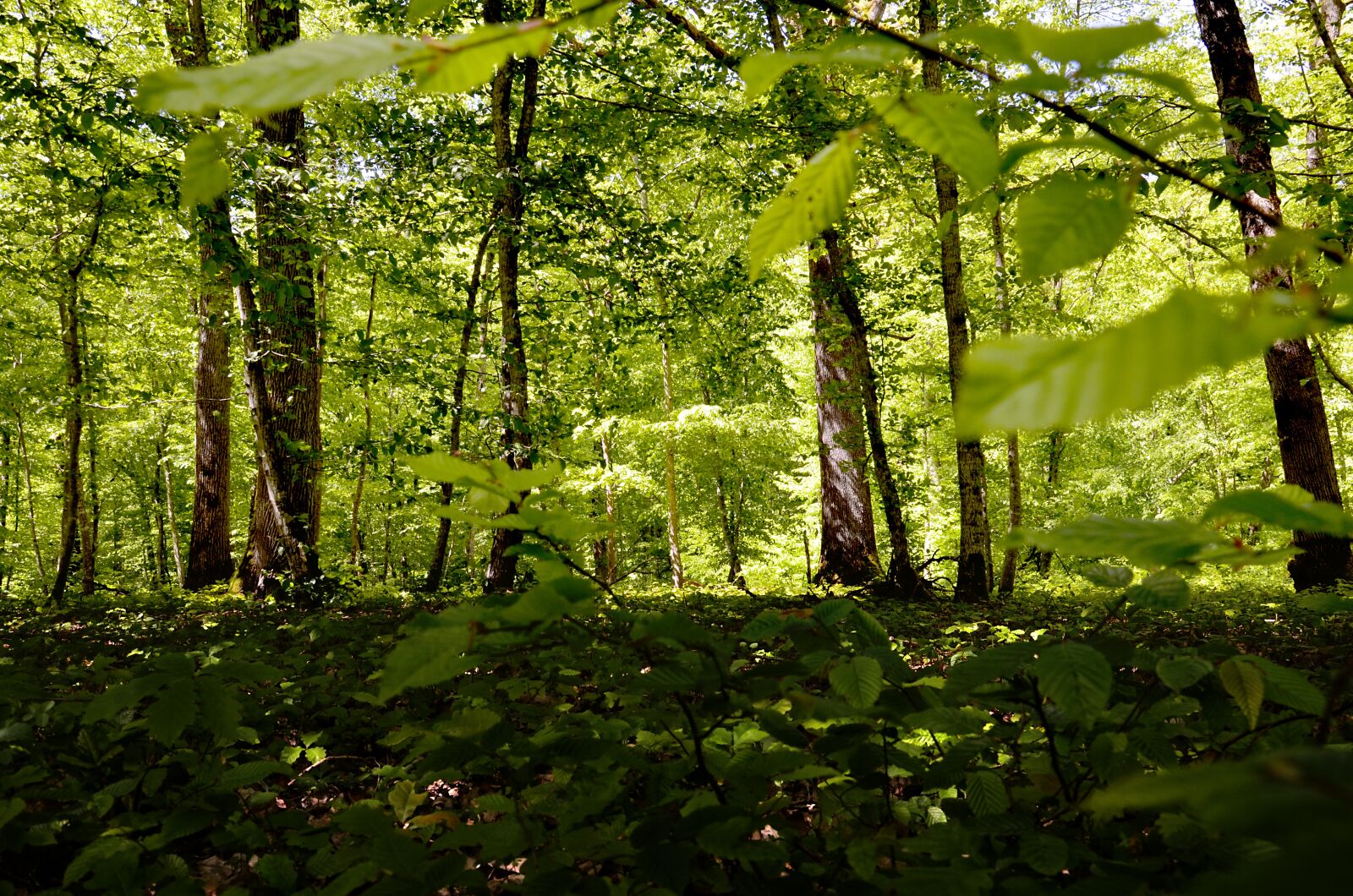 Nikon D5100 sample photo. Forest, light, nature photography