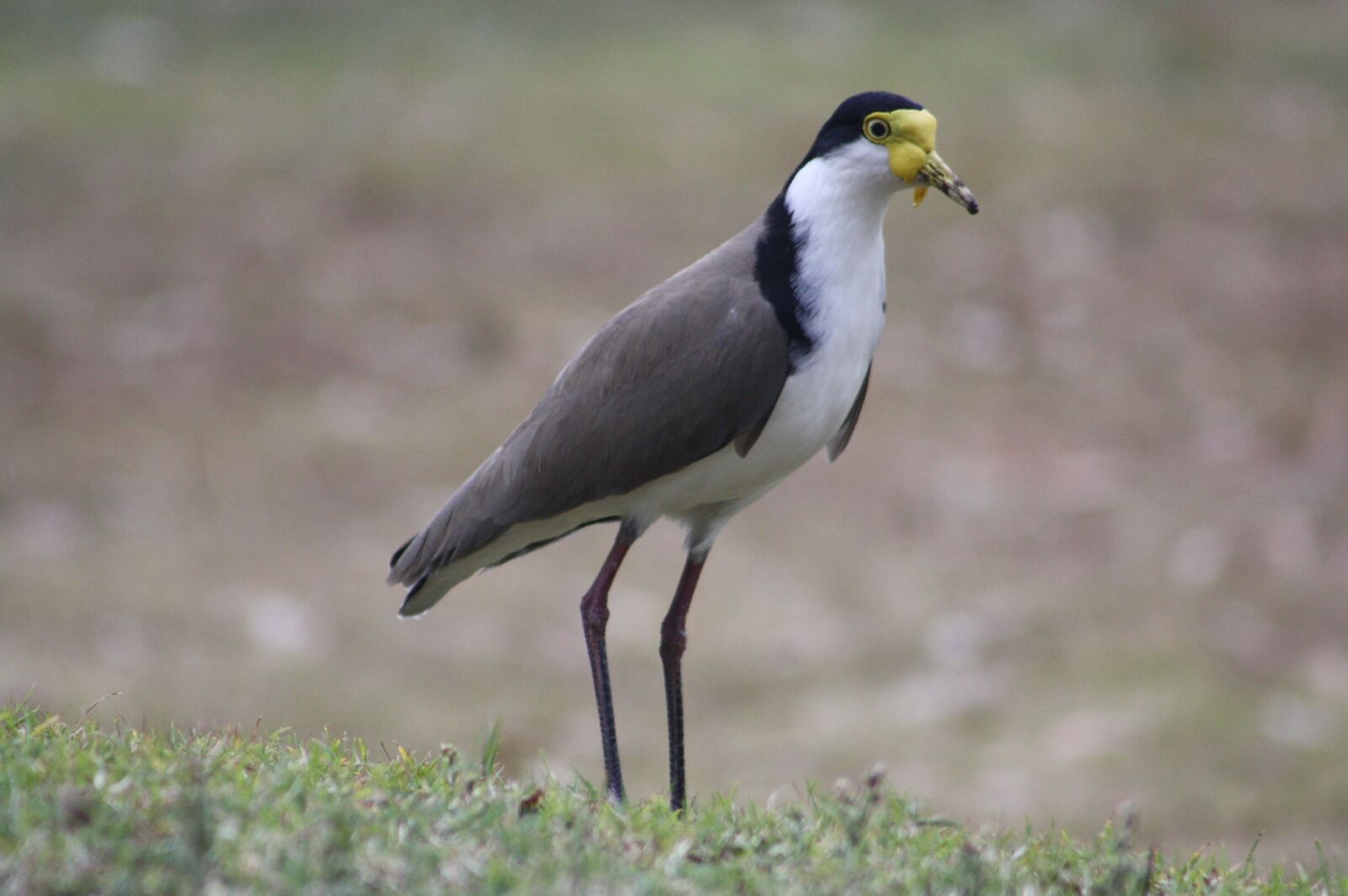 Canon EOS 1000D (EOS Digital Rebel XS / EOS Kiss F) sample photo. Lapwing, plover, bird photography