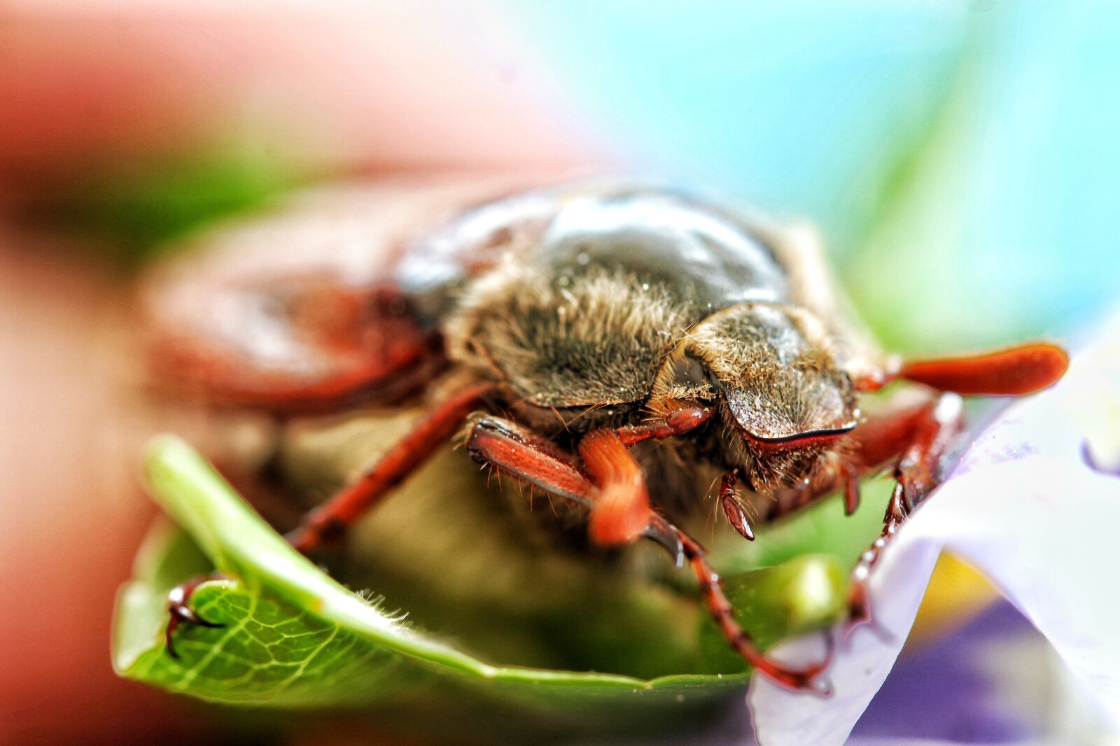 Canon EF-S 60mm F2.8 Macro USM sample photo. Maikäfer, beetle, macro photography