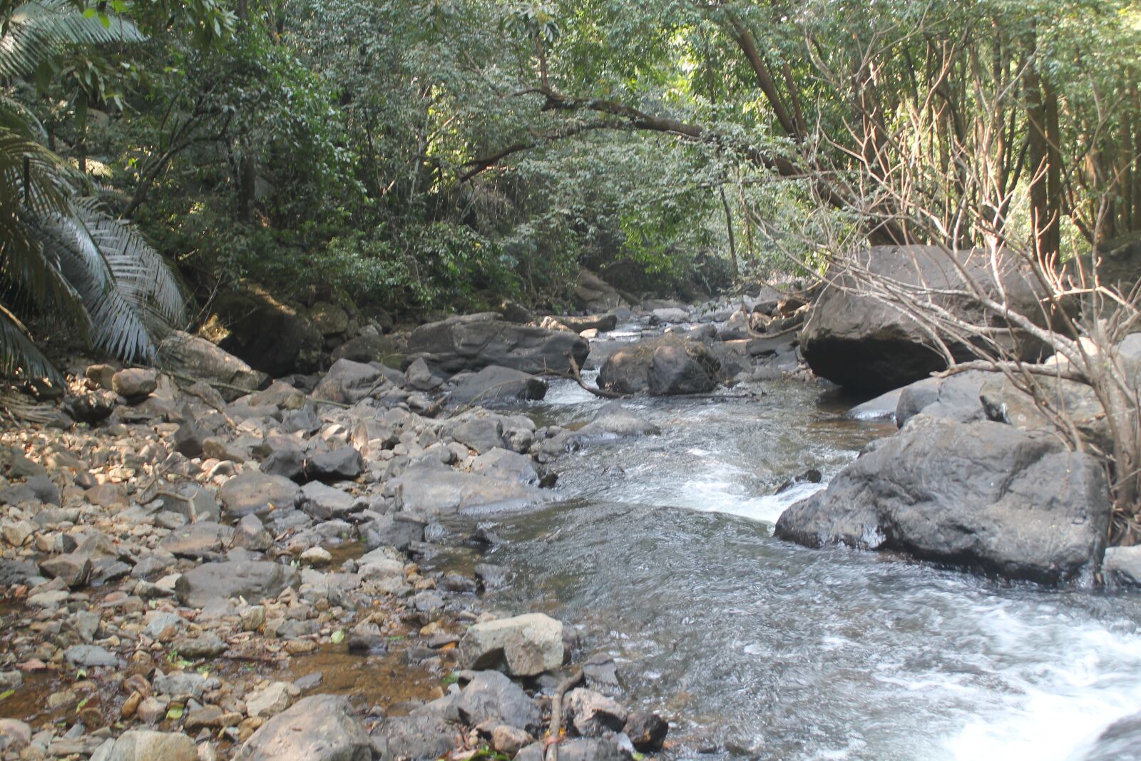 Canon EOS 1100D (EOS Rebel T3 / EOS Kiss X50) sample photo. Forest river, river, forest photography