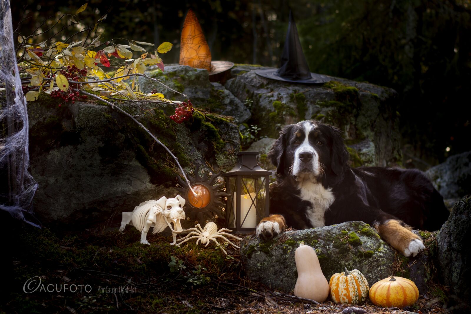 Nikon D7200 sample photo. Halloween, bernersennen, dog photography