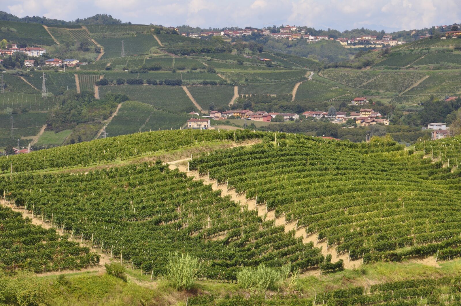 Nikon D5000 sample photo. Vineyard, wine, vineyards photography