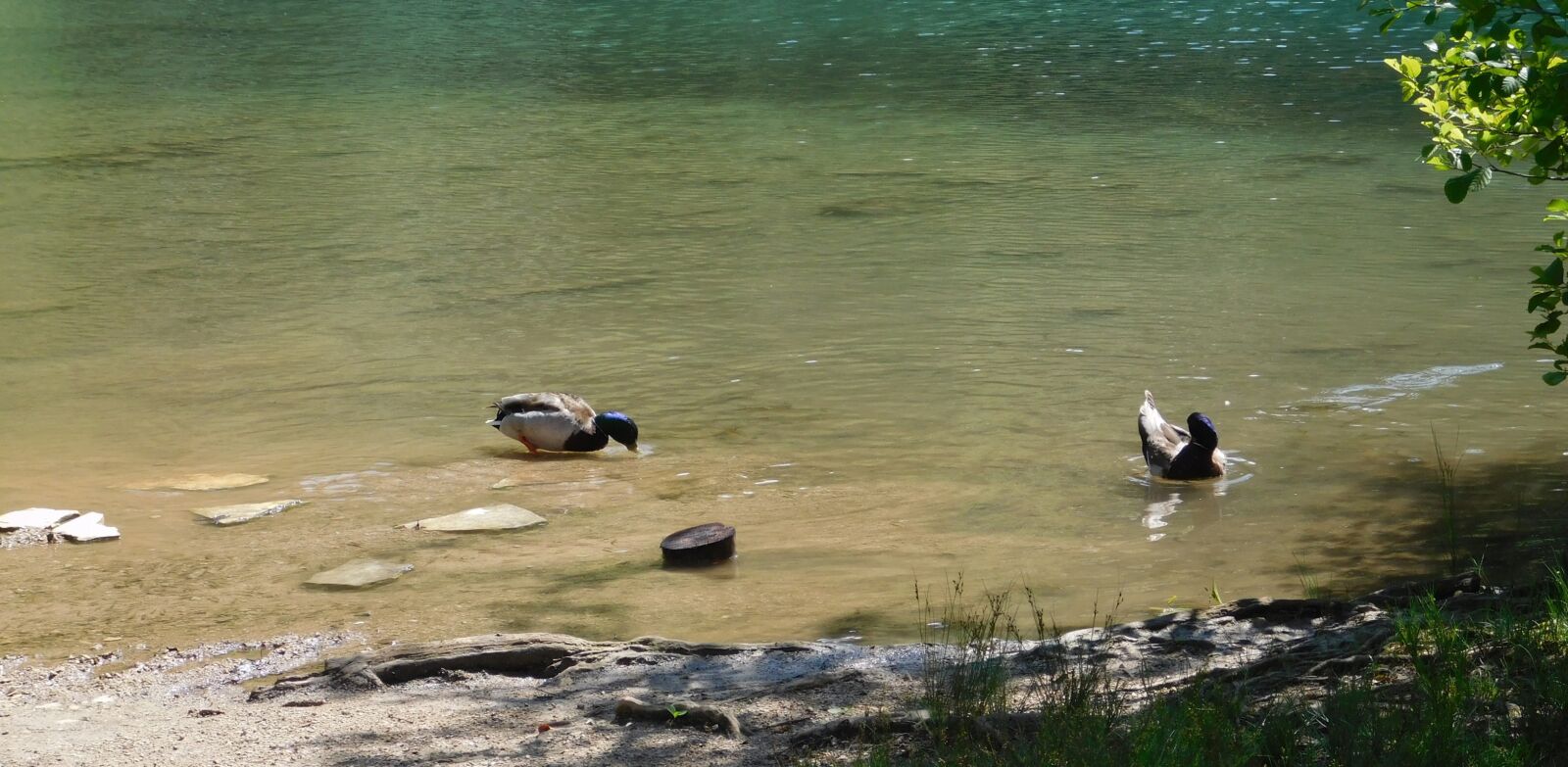 Nikon Coolpix L840 sample photo. Water, duck, nature photography