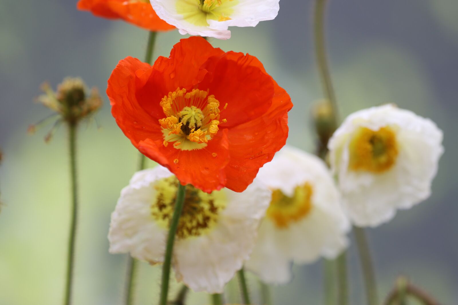 Canon EOS 90D sample photo. Poppy, sage color, meadow photography