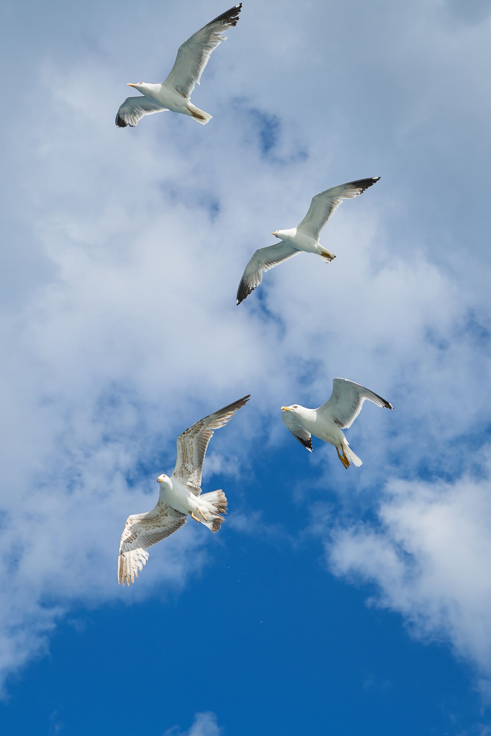Sony a7R II + Sony Vario Tessar T* FE 24-70mm F4 ZA OSS sample photo. Seagull, bird, wing photography