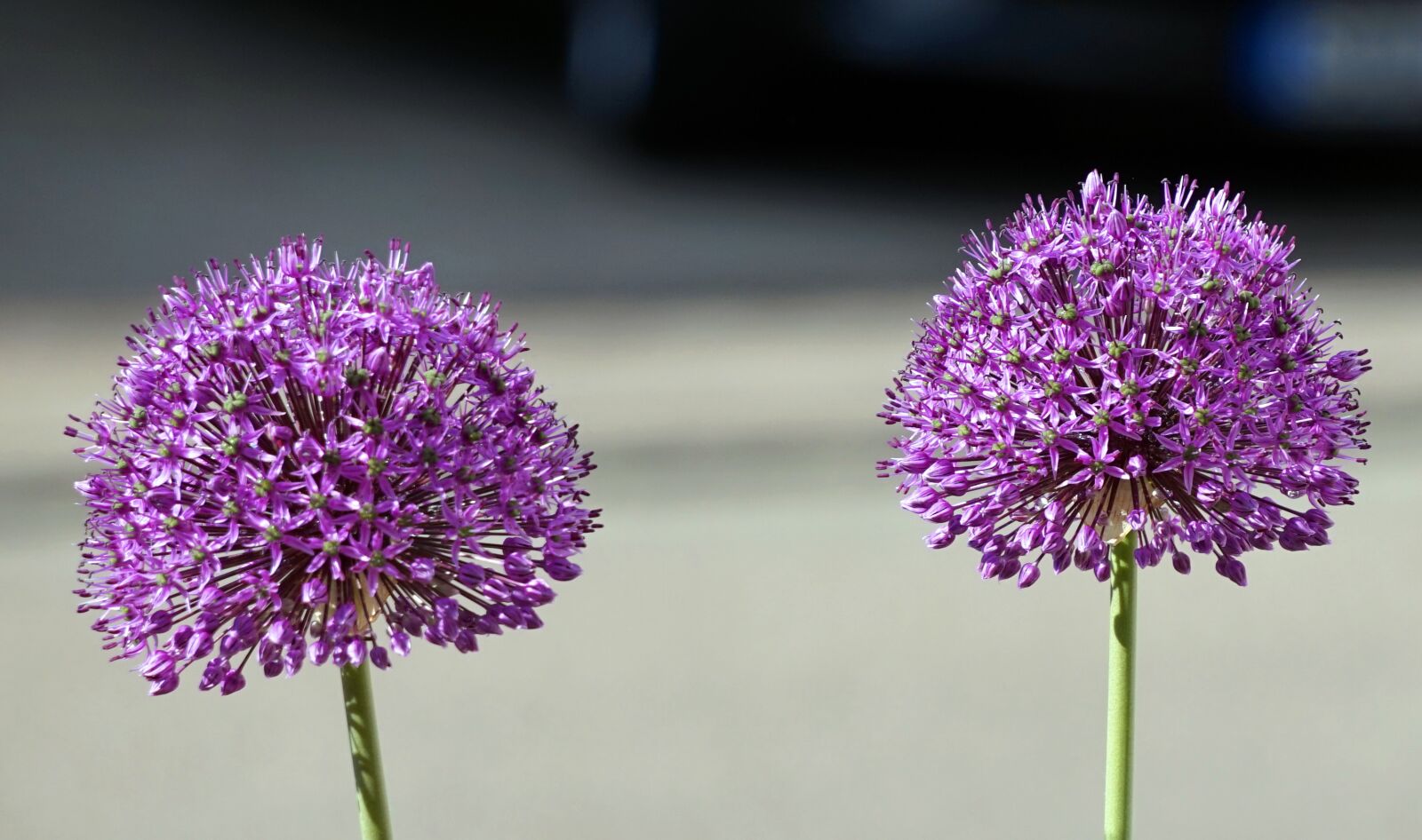 Sony Alpha a5000 (ILCE 5000) + Sony E 55-210mm F4.5-6.3 OSS sample photo. Flower, nature, plant photography