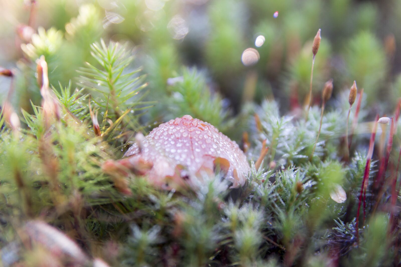 Canon EOS 700D (EOS Rebel T5i / EOS Kiss X7i) sample photo. Fungus, vegetation, canada photography