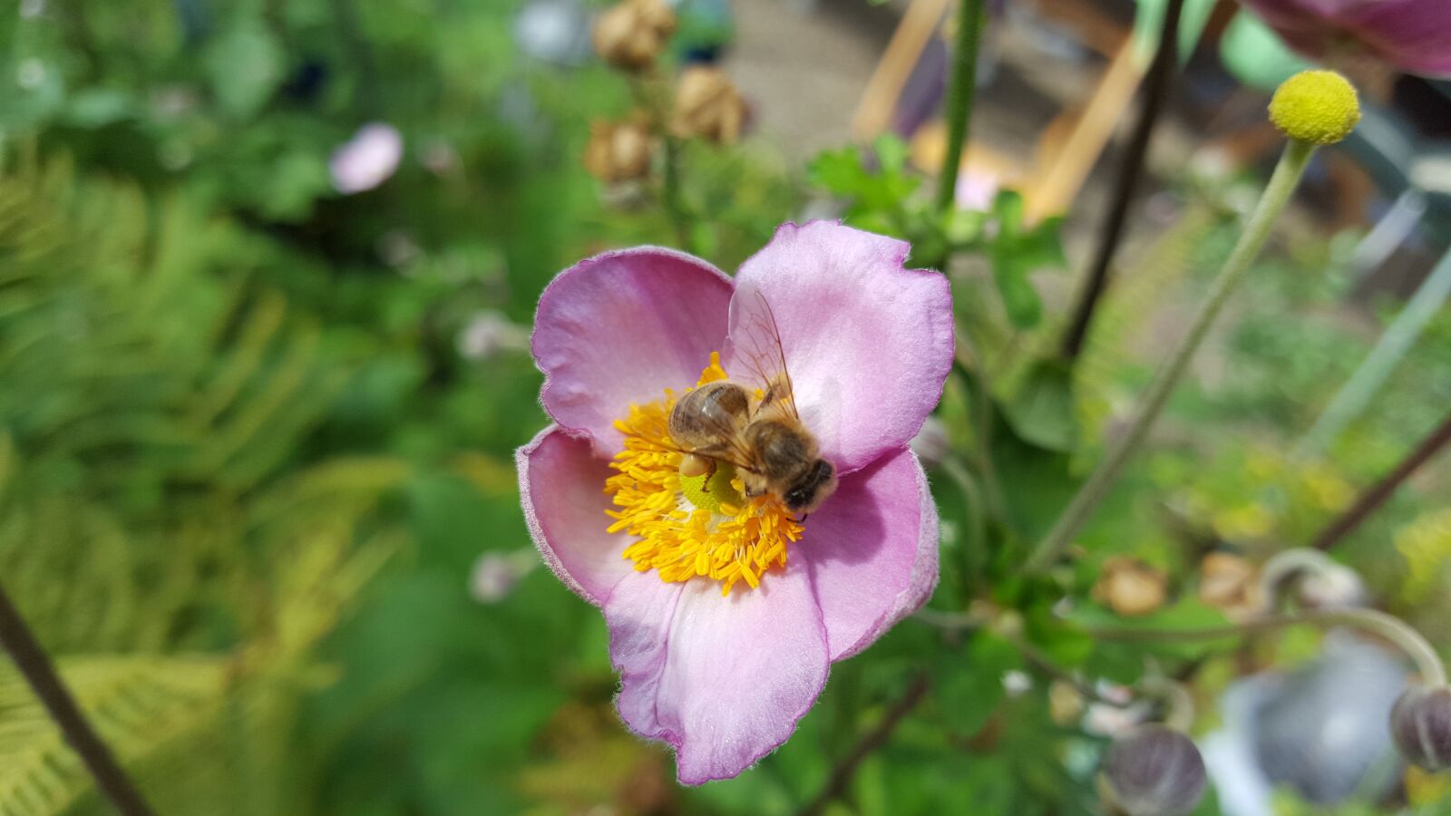 Samsung GALAXY S6 edge sample photo. Nature, insect, flower photography