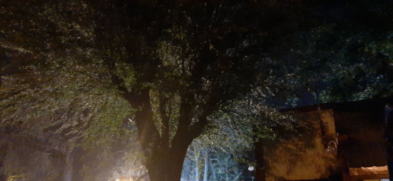 Samsung Galaxy A50 sample photo. Tree, light, night photography