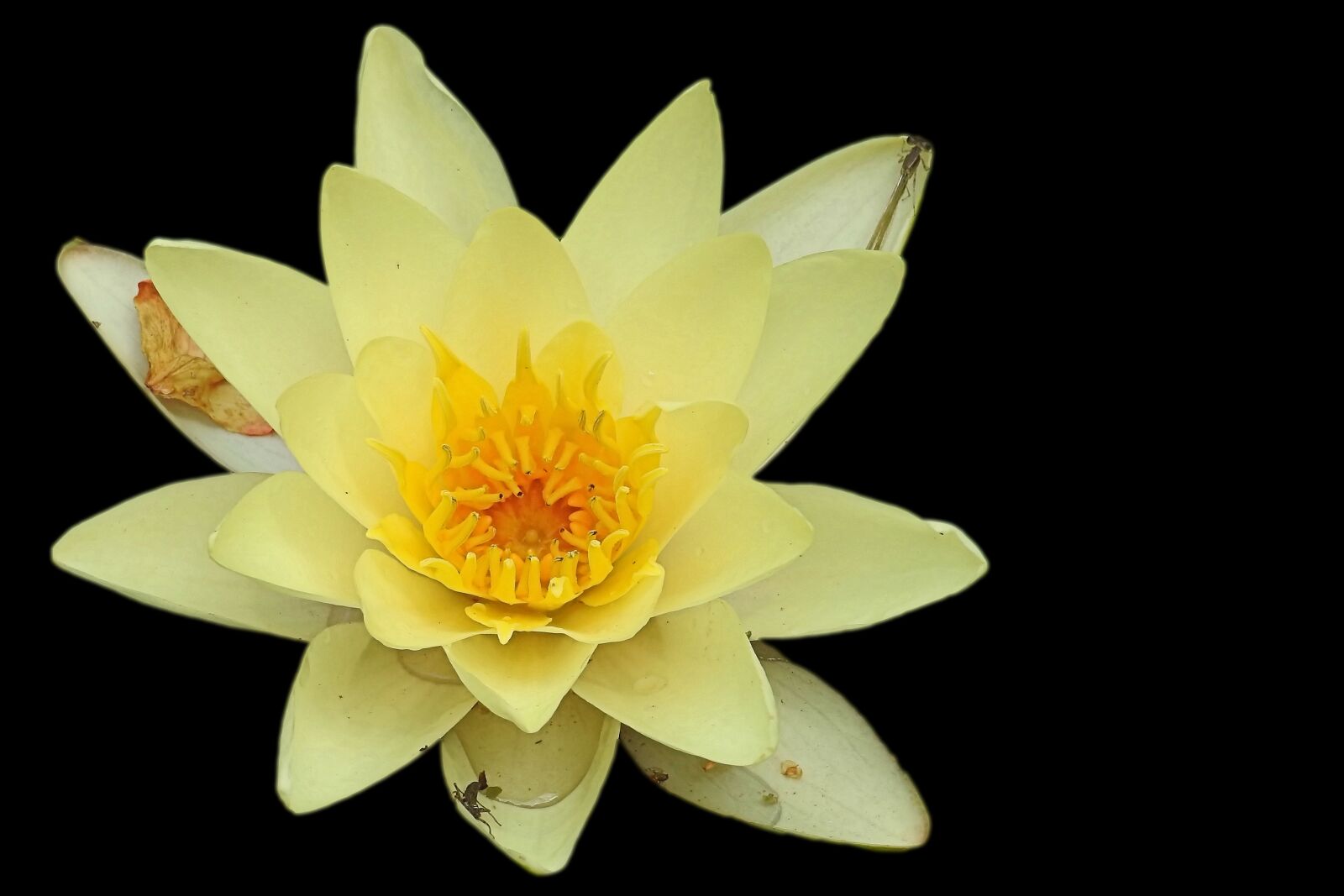 Nikon Coolpix P900 sample photo. Water lily, nuphar lutea photography