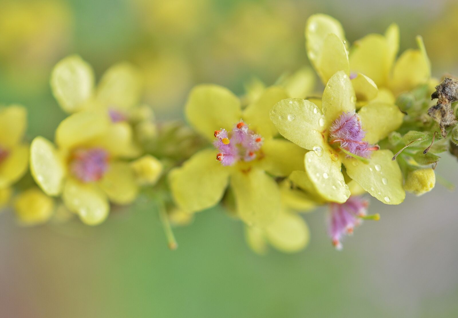 Nikon D7000 sample photo. Flower, natur, spring photography
