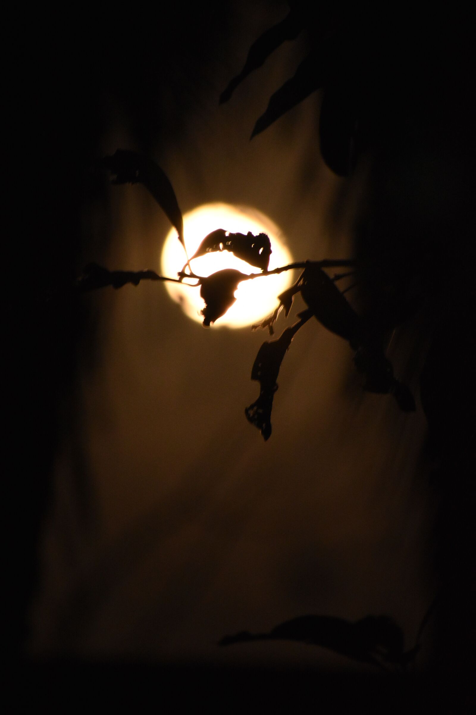 Nikon D3500 sample photo. Moon, beauty, night photography