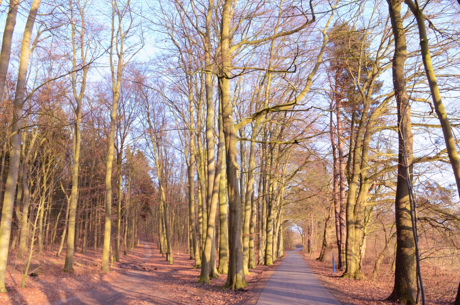 Nikon D7000 sample photo. Wood, tree, winter sun photography