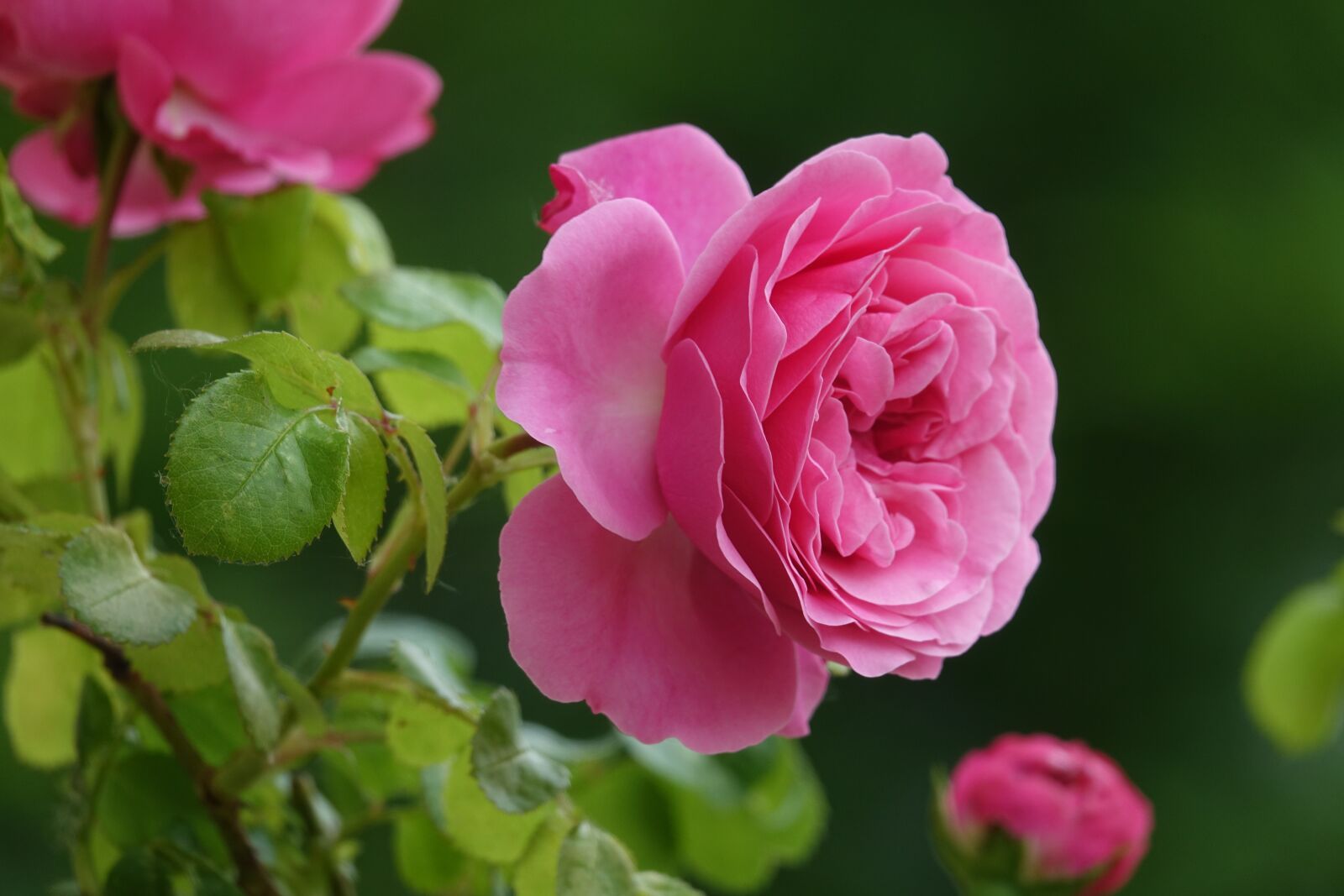 Sony Cyber-shot DSC-RX10 III sample photo. Rose, flower, bloom photography