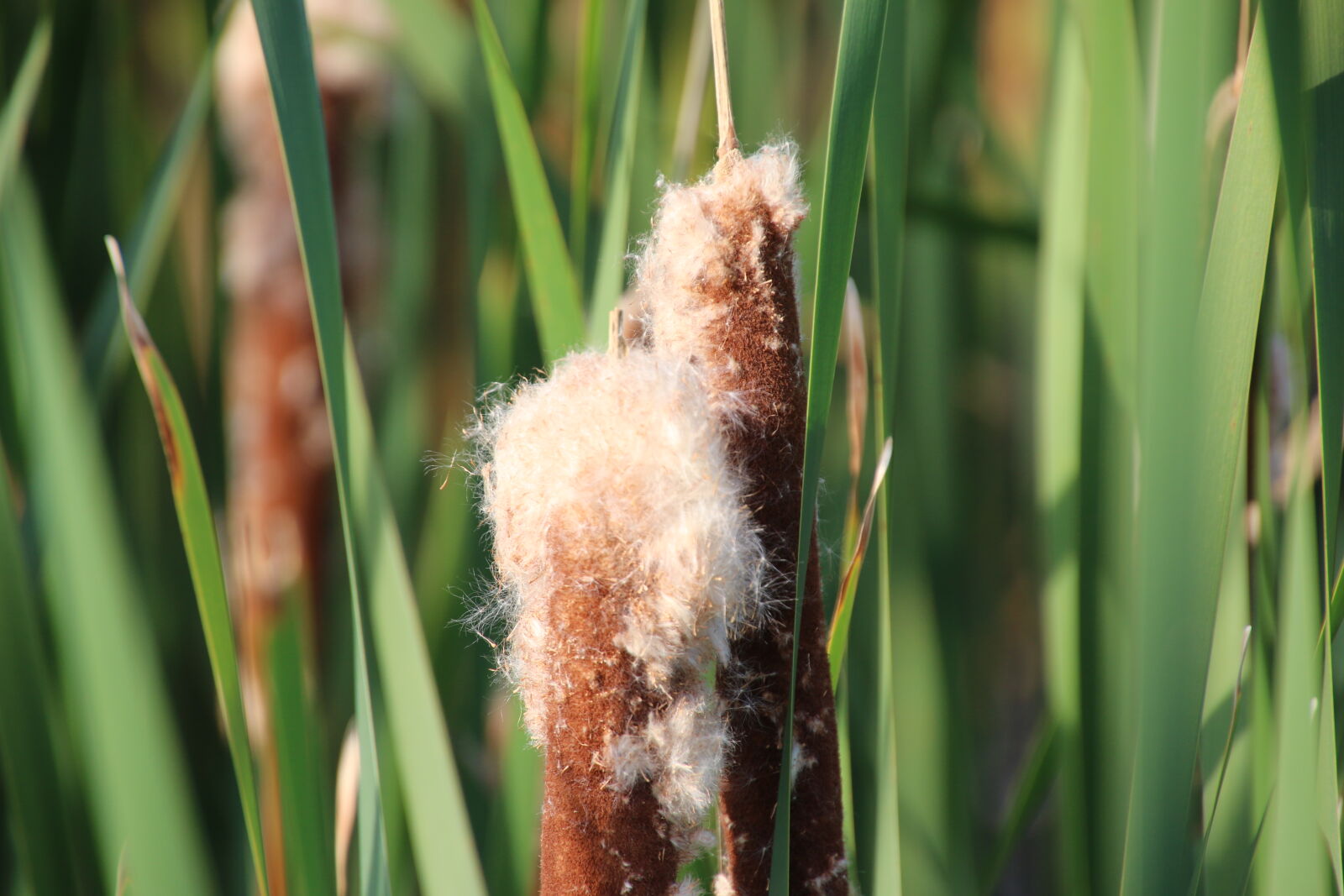 Canon EOS 70D sample photo. Brown, cat, tails, fluffy photography