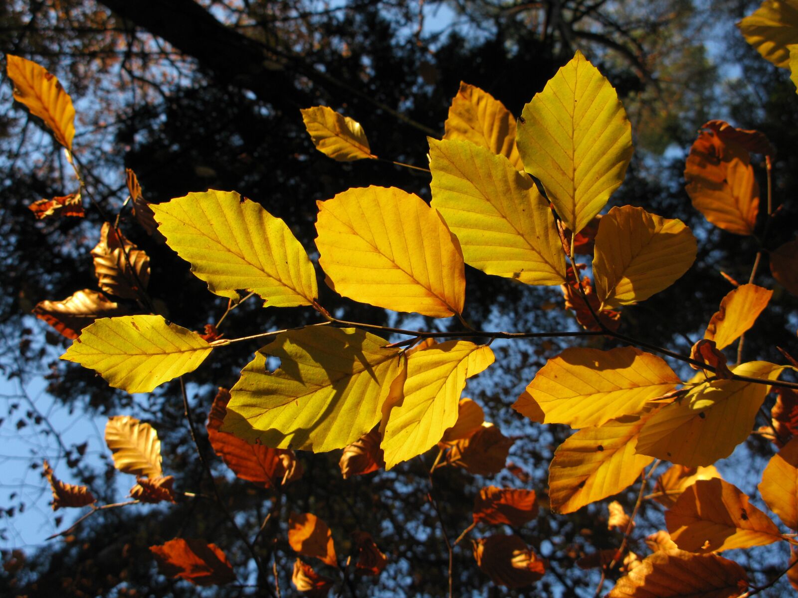 Canon POWERSHOT G9 sample photo. Beech forest, fagus sylvatica photography