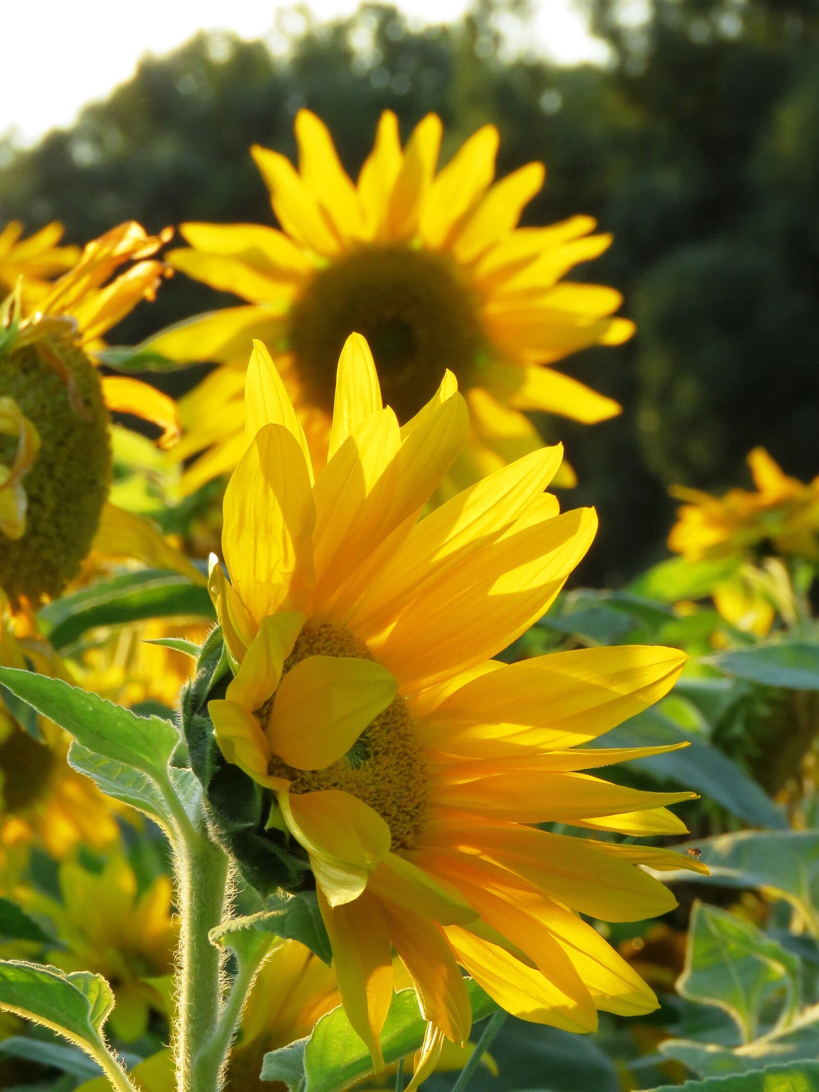 Canon PowerShot SX60 HS sample photo. Sunflower, field, sunflower field photography