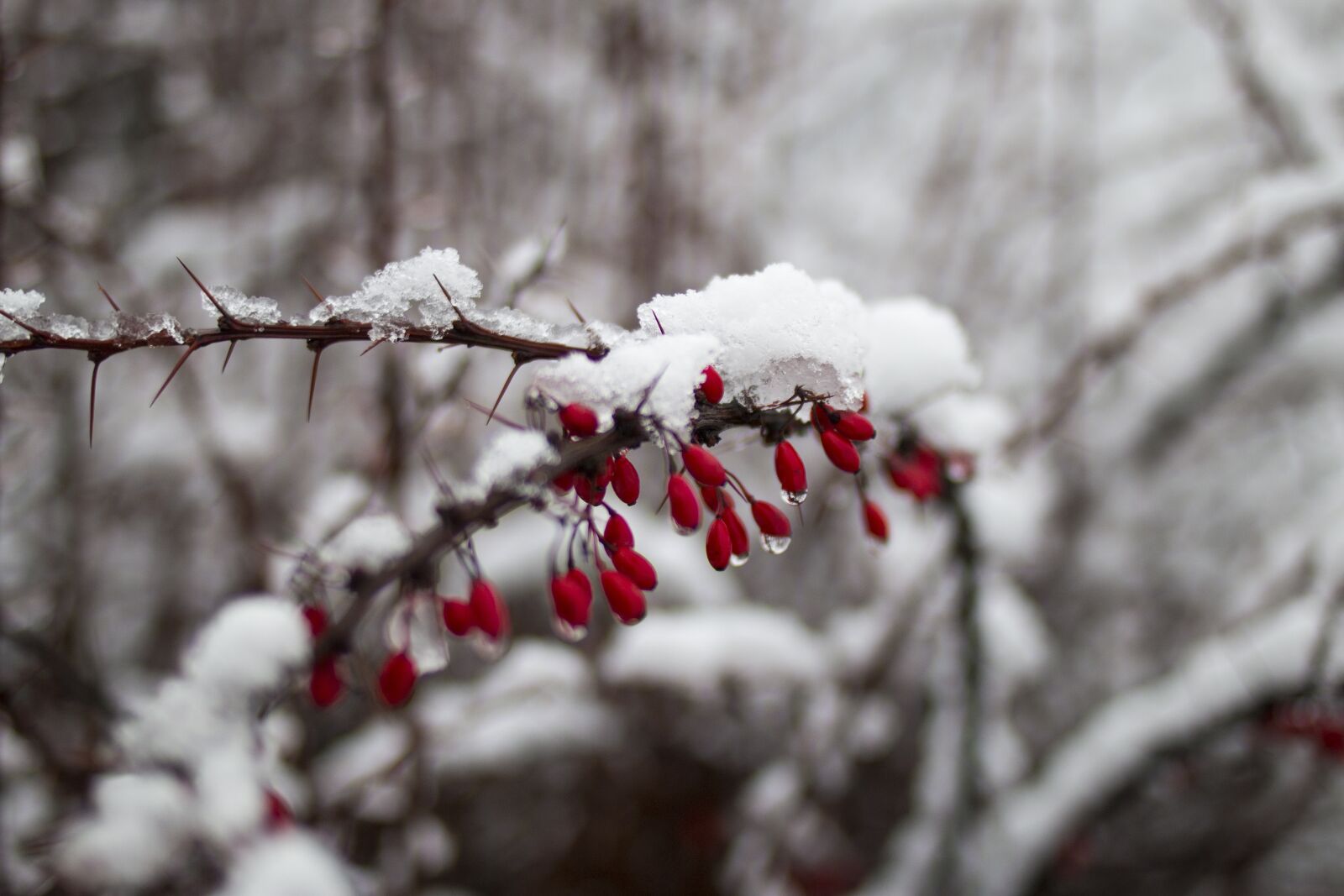 Canon EOS 70D + Canon EF 35mm F2 sample photo. Snow, winter, berry photography