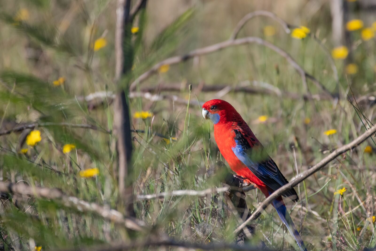 Nikon D850 sample photo. Crimson rosella, platycercus elegans photography
