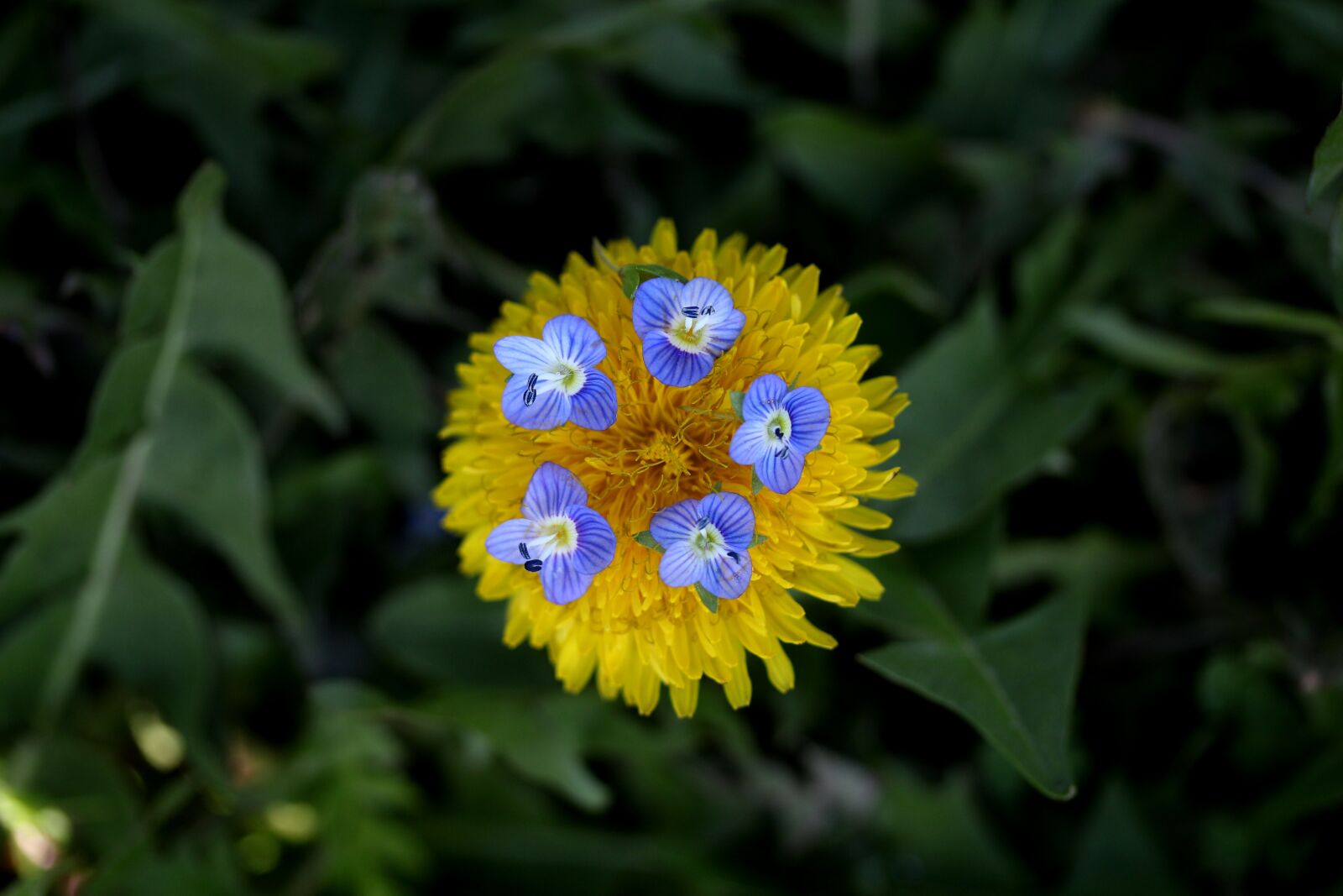 Canon EF-S 60mm F2.8 Macro USM sample photo. Dandelion, yellow, flower photography
