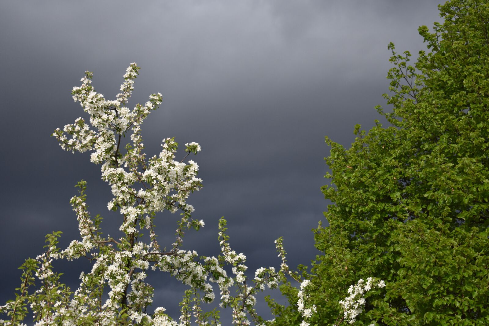 Nikon D3400 sample photo. Spring, apple tree, bloom photography