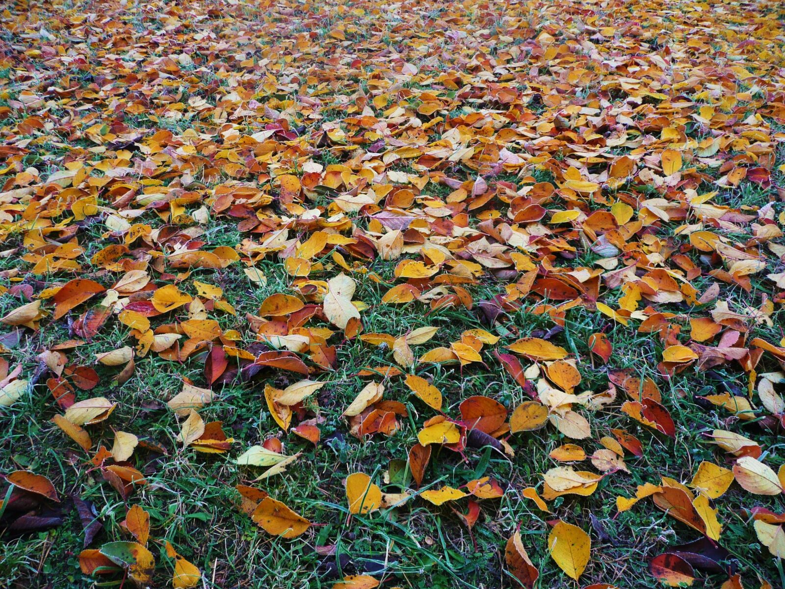 Panasonic DMC-TZ3 sample photo. Abstract, autumn, autumn, colours photography