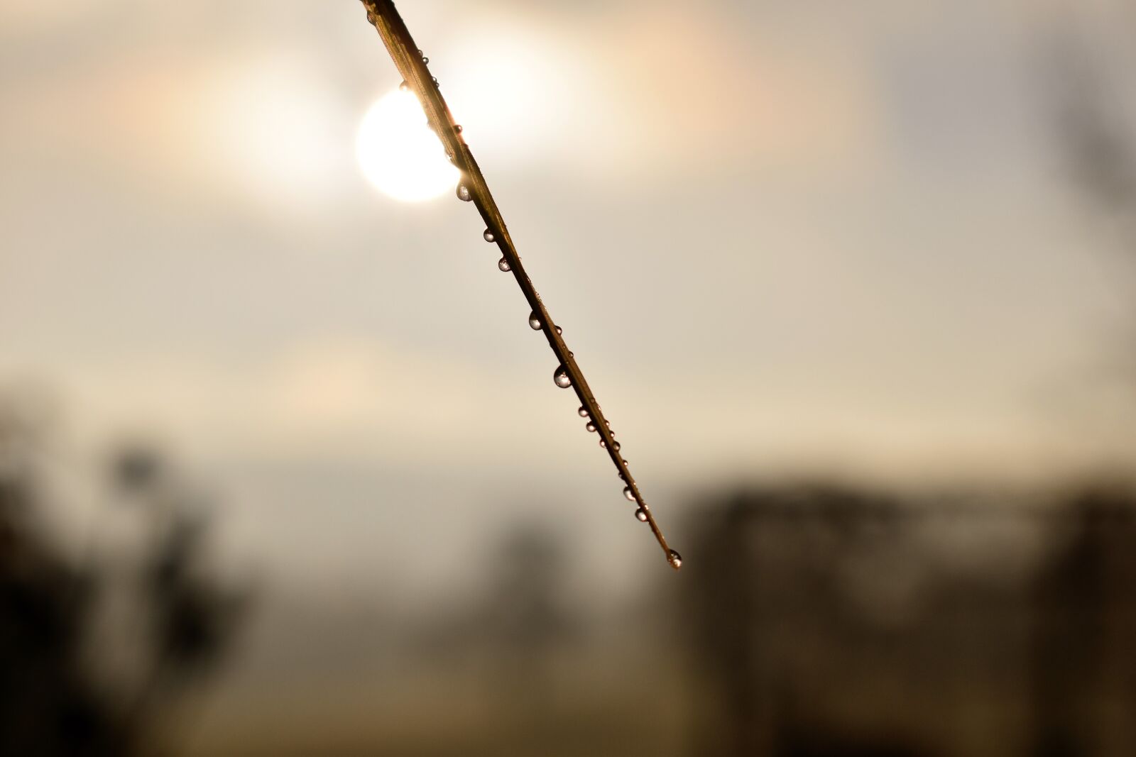 Nikon D5500 sample photo. Drip, dew, dewdrop photography