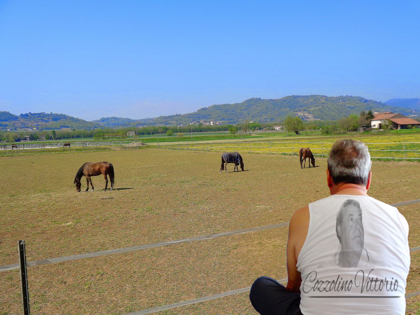 Sony Cyber-shot DSC-W830 sample photo. Horses, liberei, meadows photography