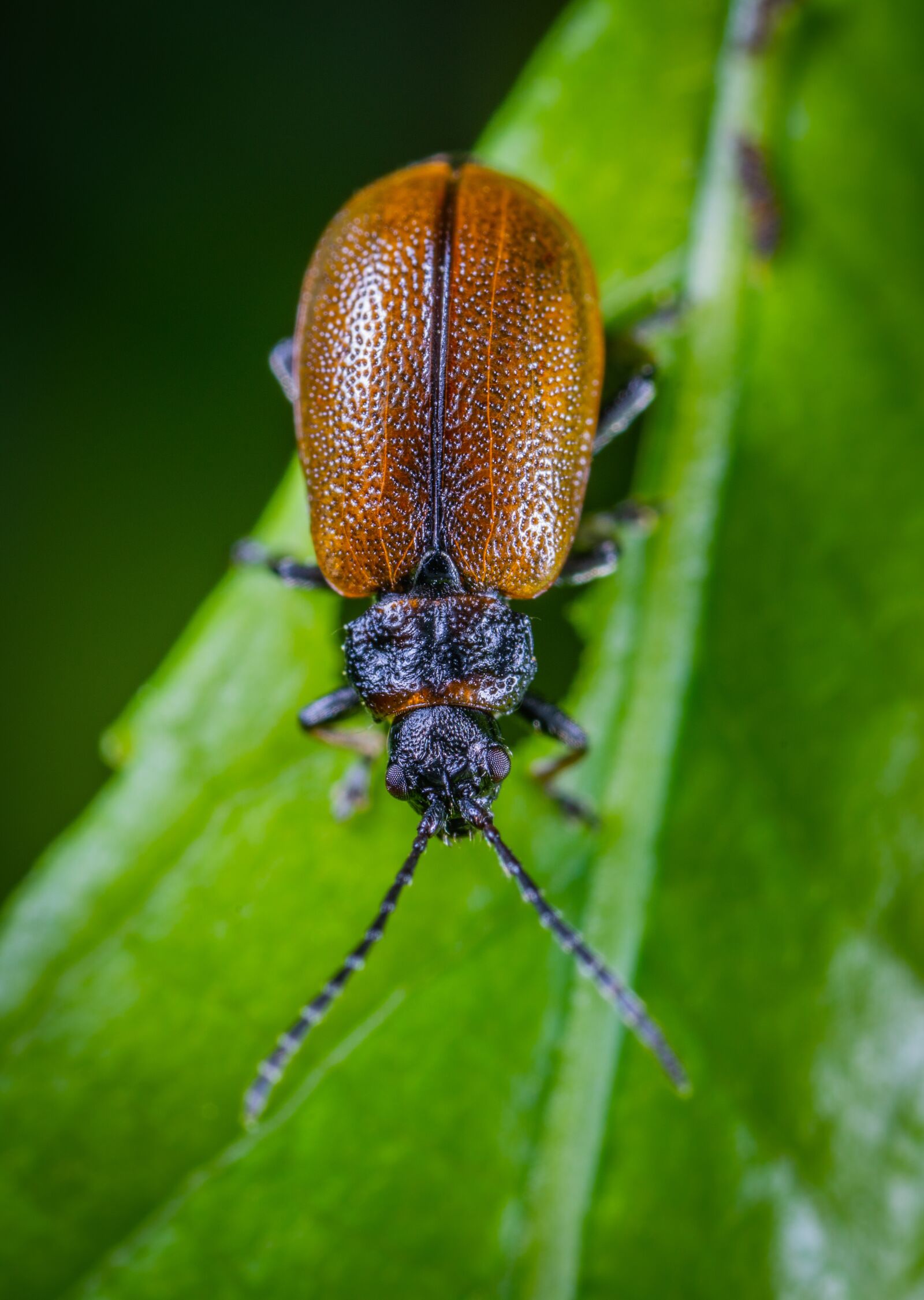 #124 65/2.8 sample photo. Insect, macro, beetle photography
