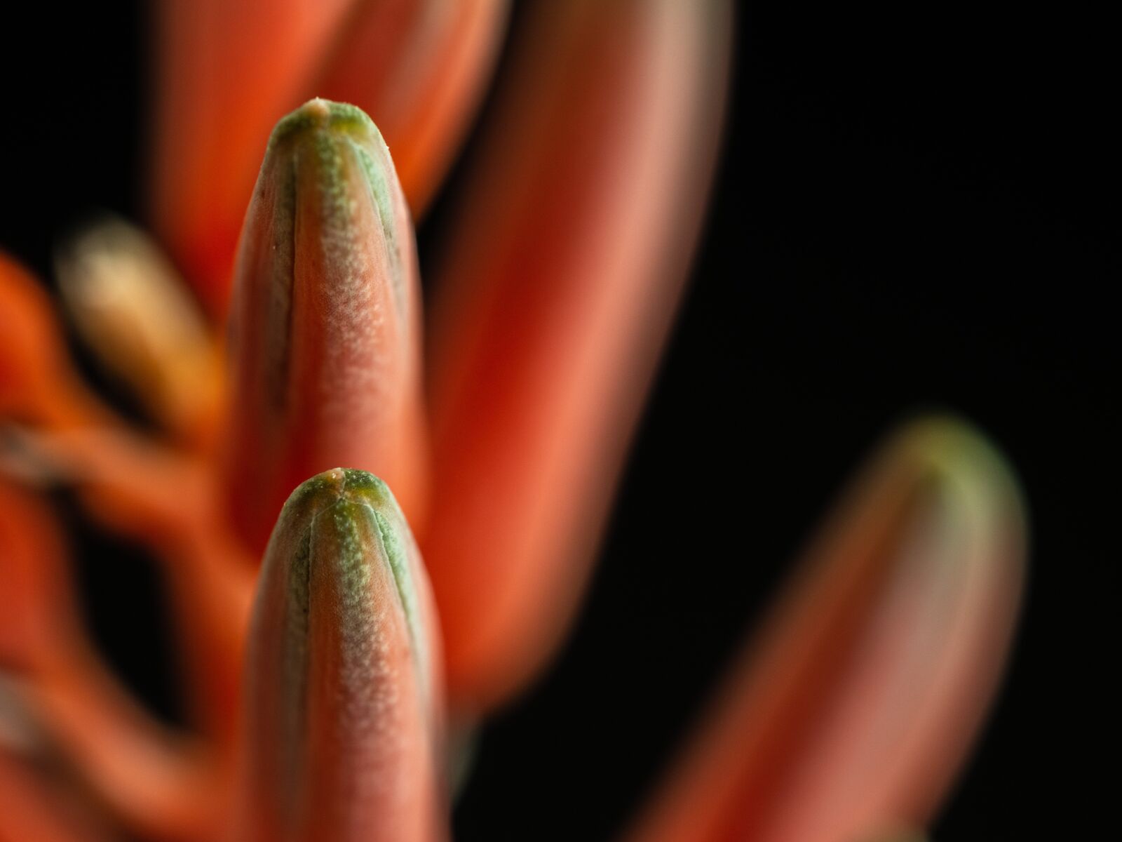 Olympus OM-D E-M10 III sample photo. Flower, plant, bud photography
