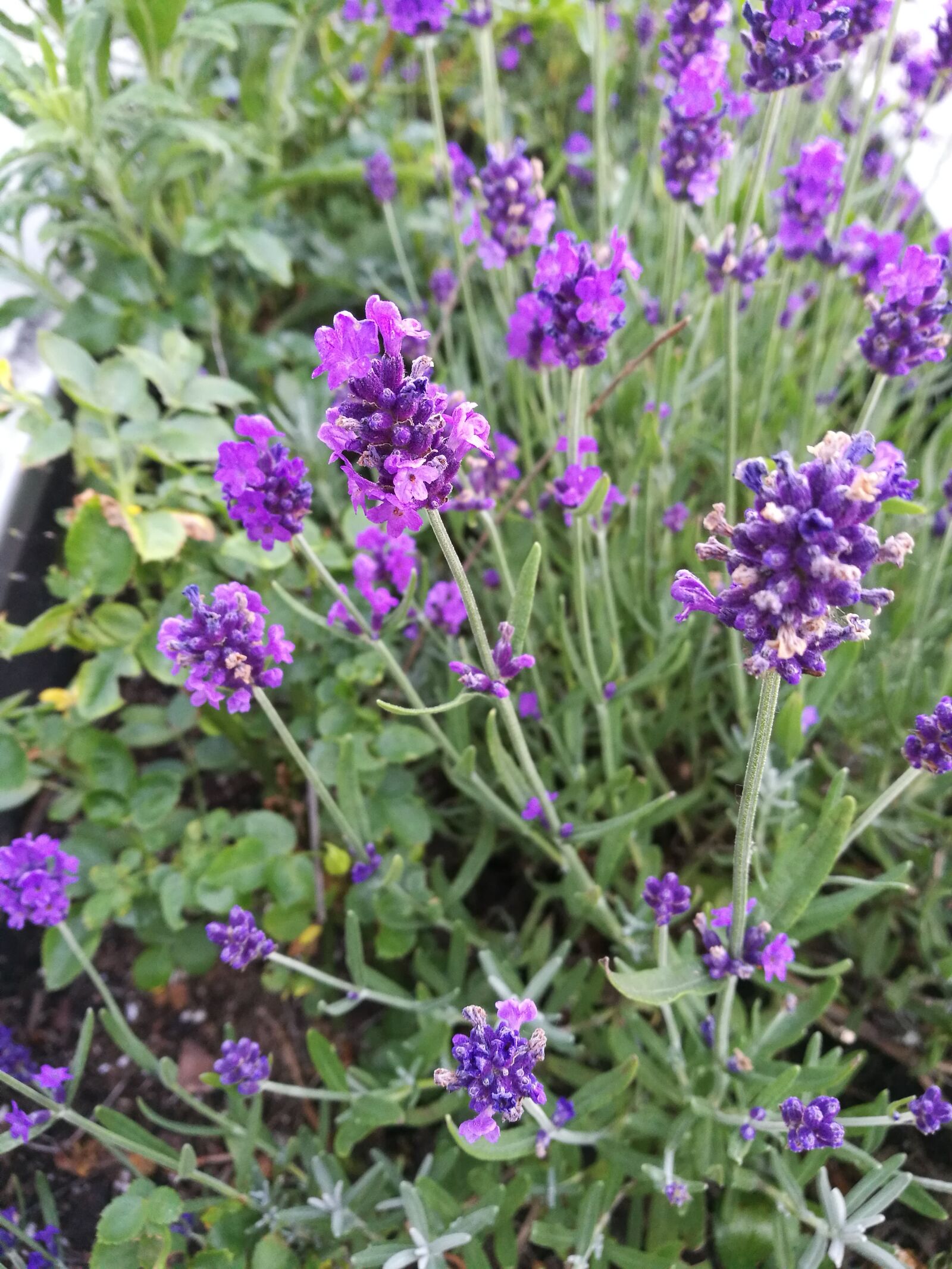 HUAWEI P9 sample photo. Lavender, flower, nature photography