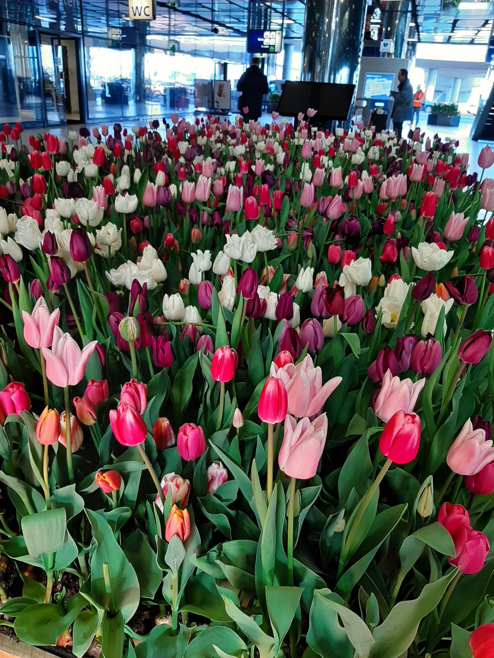 Samsung Galaxy A50 sample photo. Tulips, flowers, amsterdam station photography