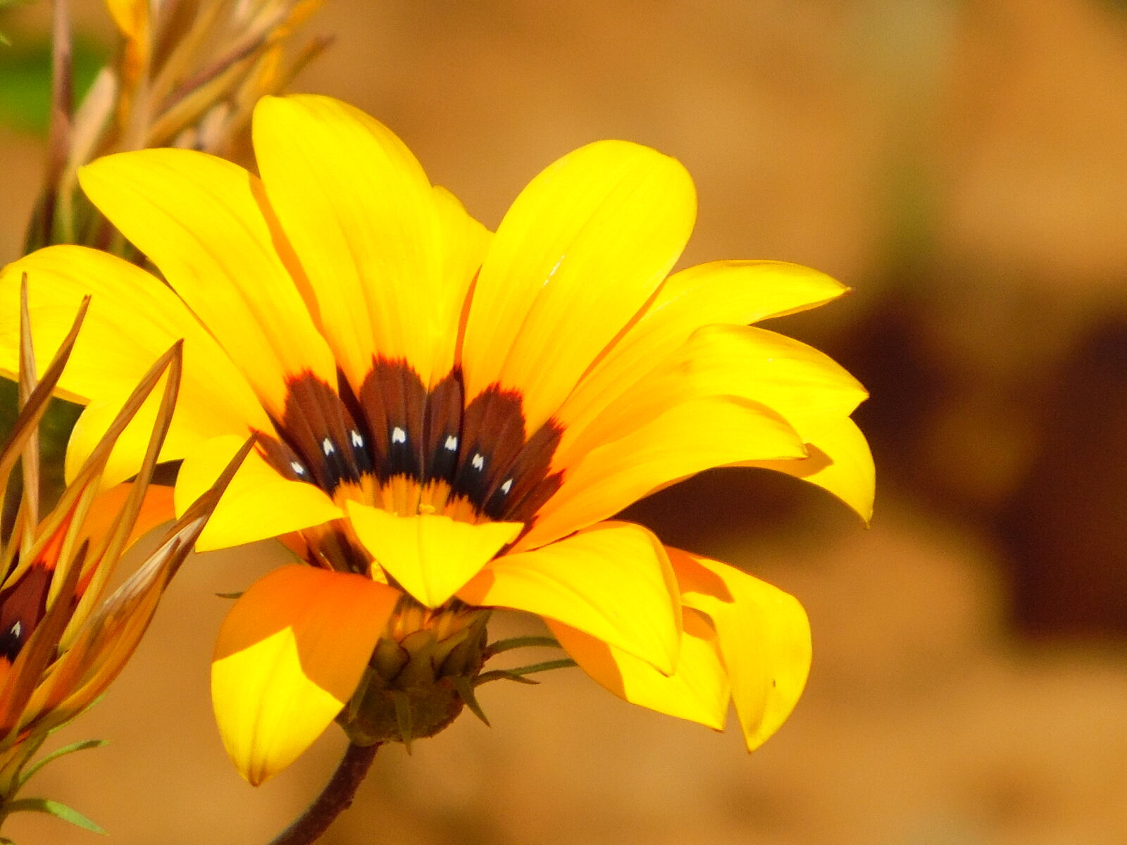 Samsung WB1100F/WB1101F/WB1102F sample photo