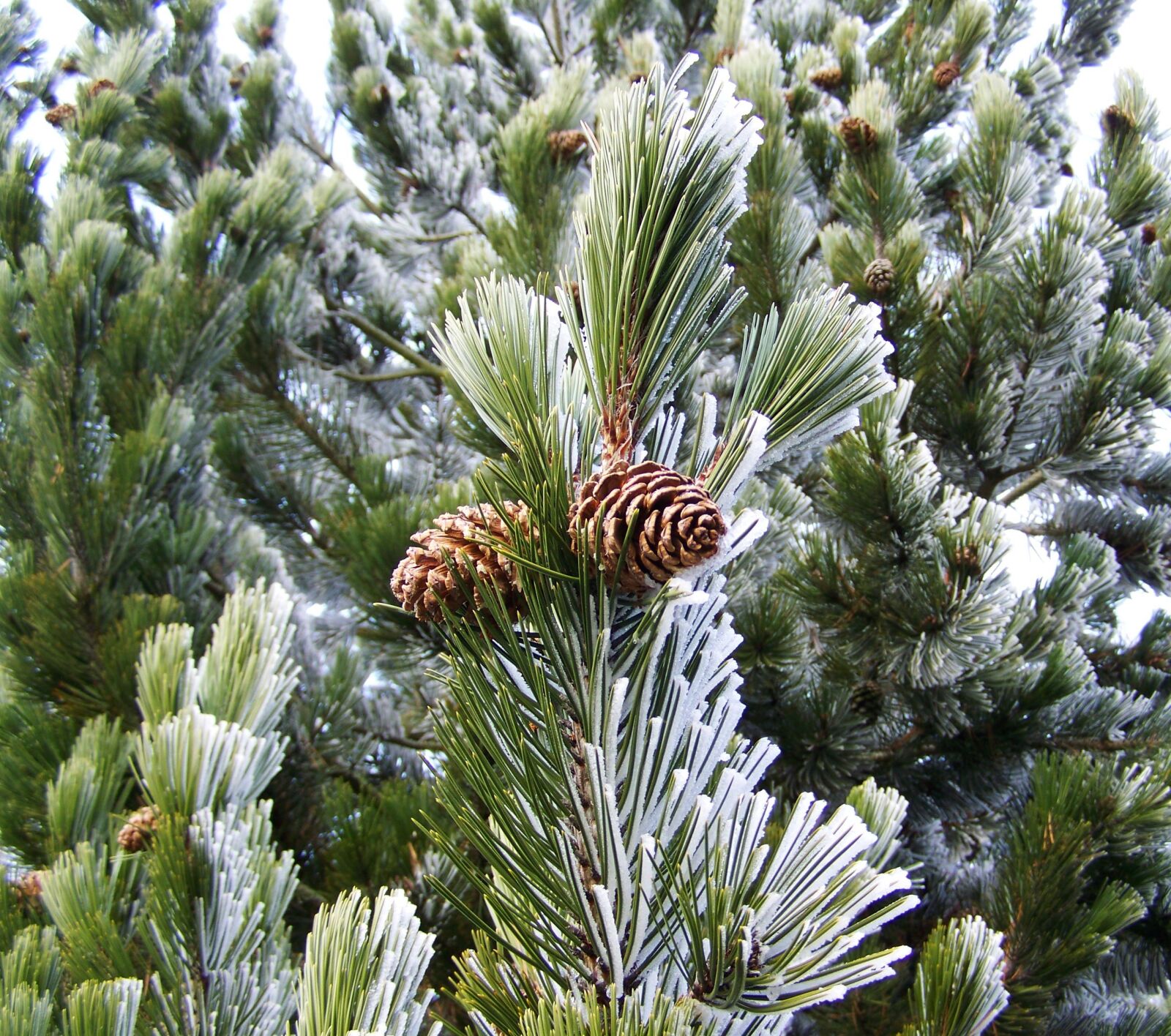 Kodak EASYSHARE ZD710 ZOOM DIGITAL CAMERA sample photo. Frosted pine branches, winter photography