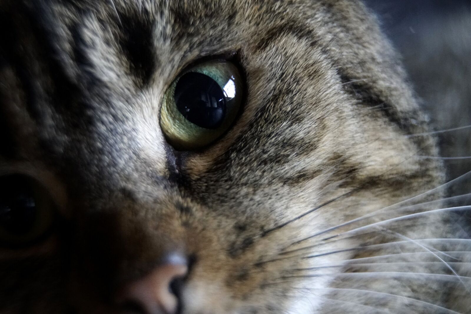 Sony a7R II sample photo. Cat, eye, attack photography